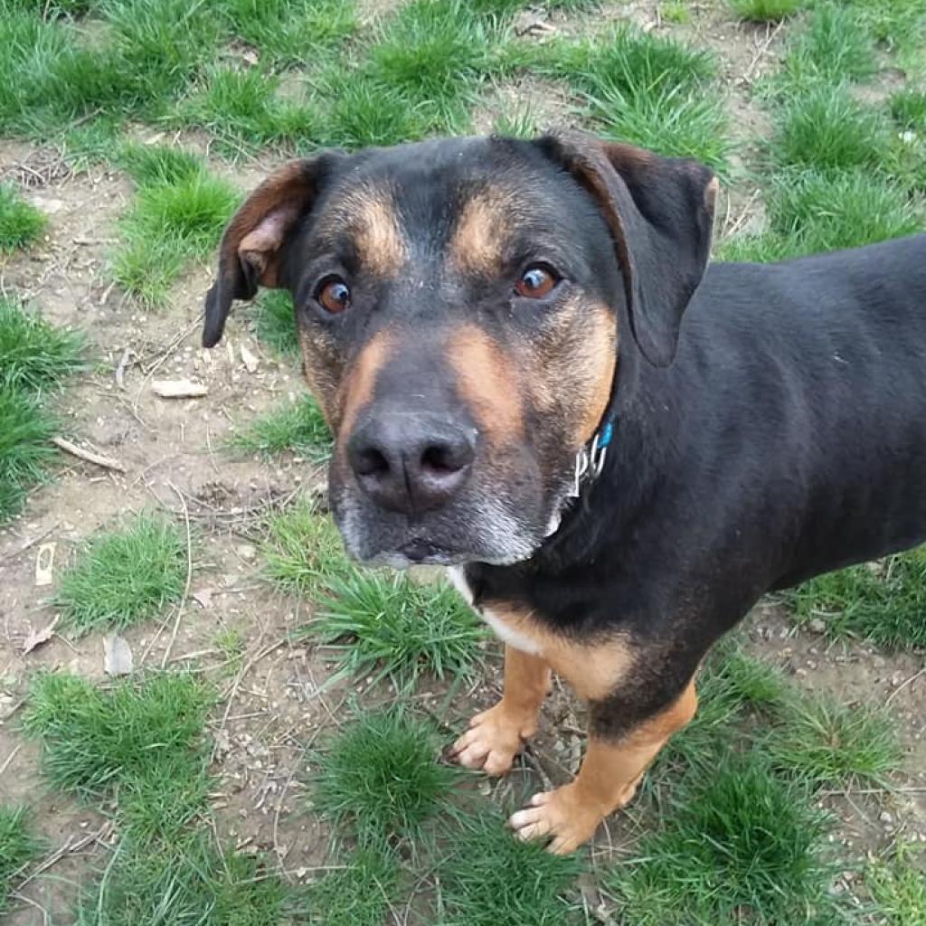 Mick, Adoptable, Senior Male Rottweiler & Pit Bull Terrier.