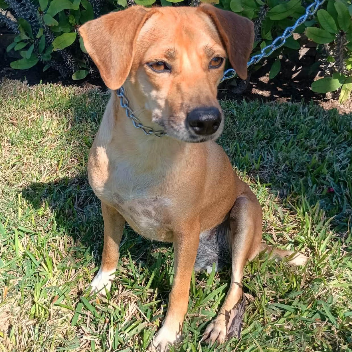 Fanny the Tripod — thumbnail 3