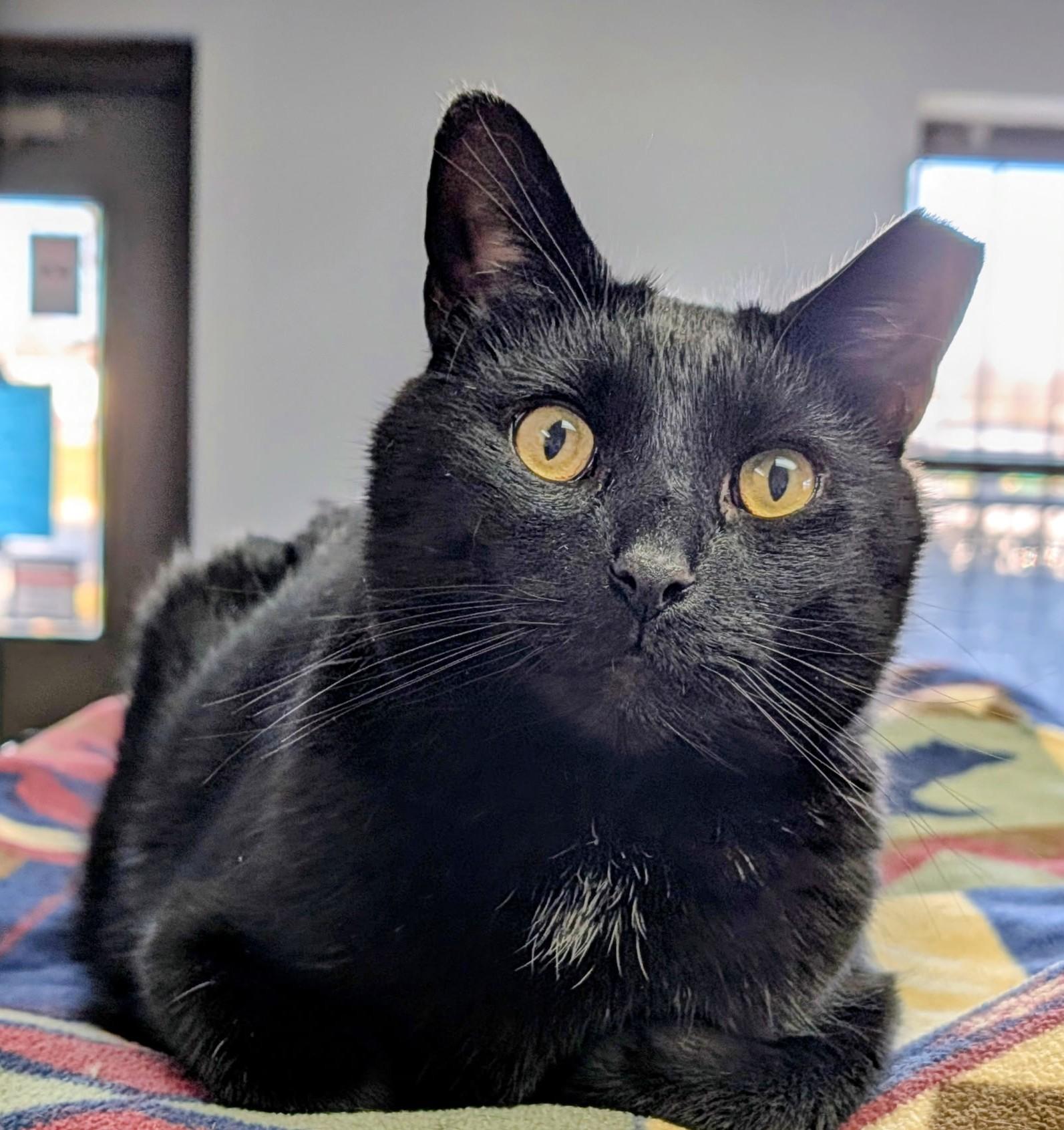 John Luther, a Adoptable Domestic Short Hair in Columbus, OH image 1/5