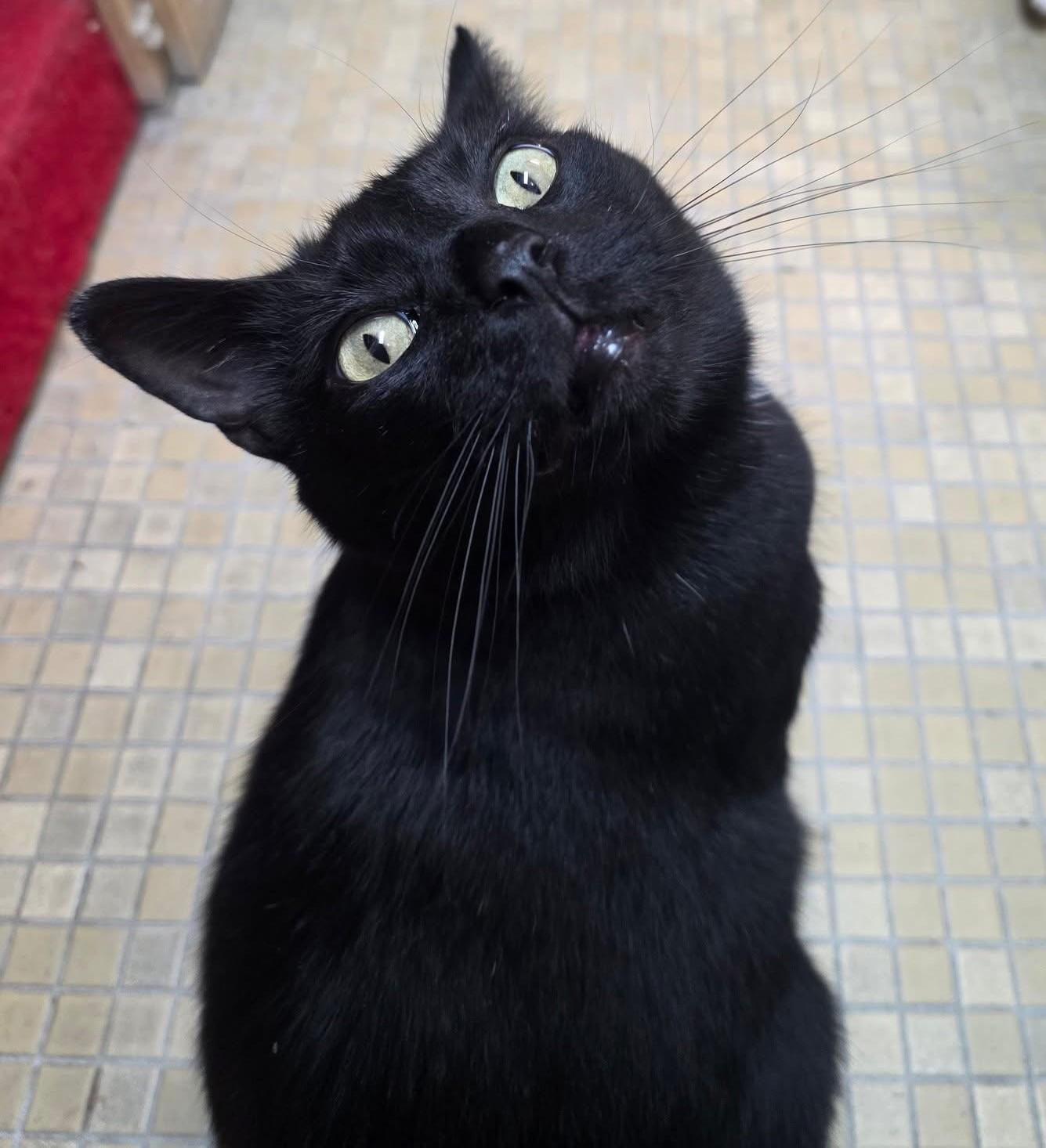 John Luther, a Adoptable Domestic Short Hair in Columbus, OH image 2/5