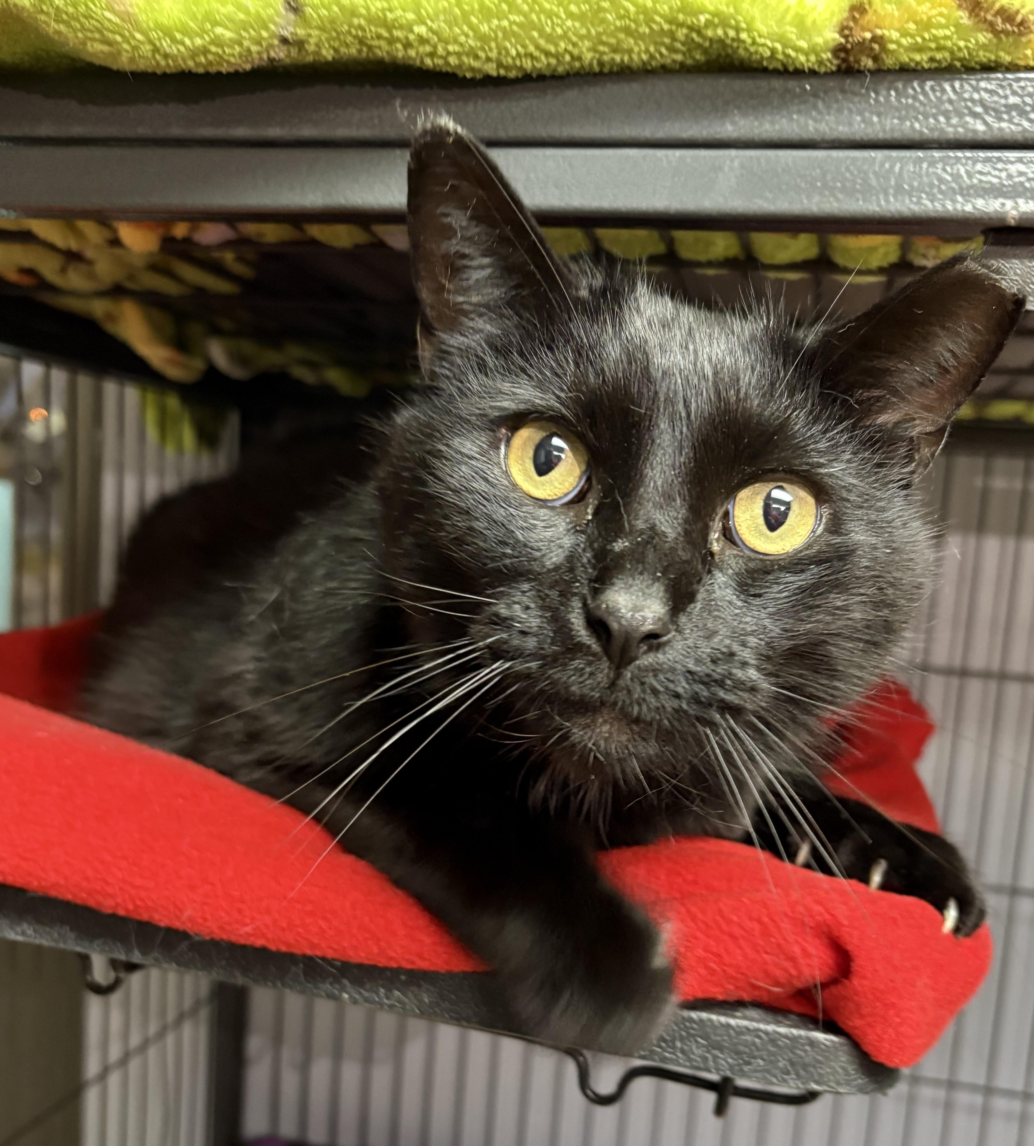 John Luther, a Adoptable Domestic Short Hair in Columbus, OH image 5/5