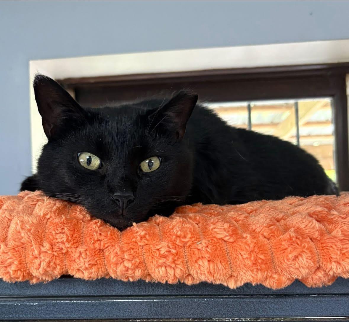 John Luther, a Adoptable Domestic Short Hair in Columbus, OH image 3/5