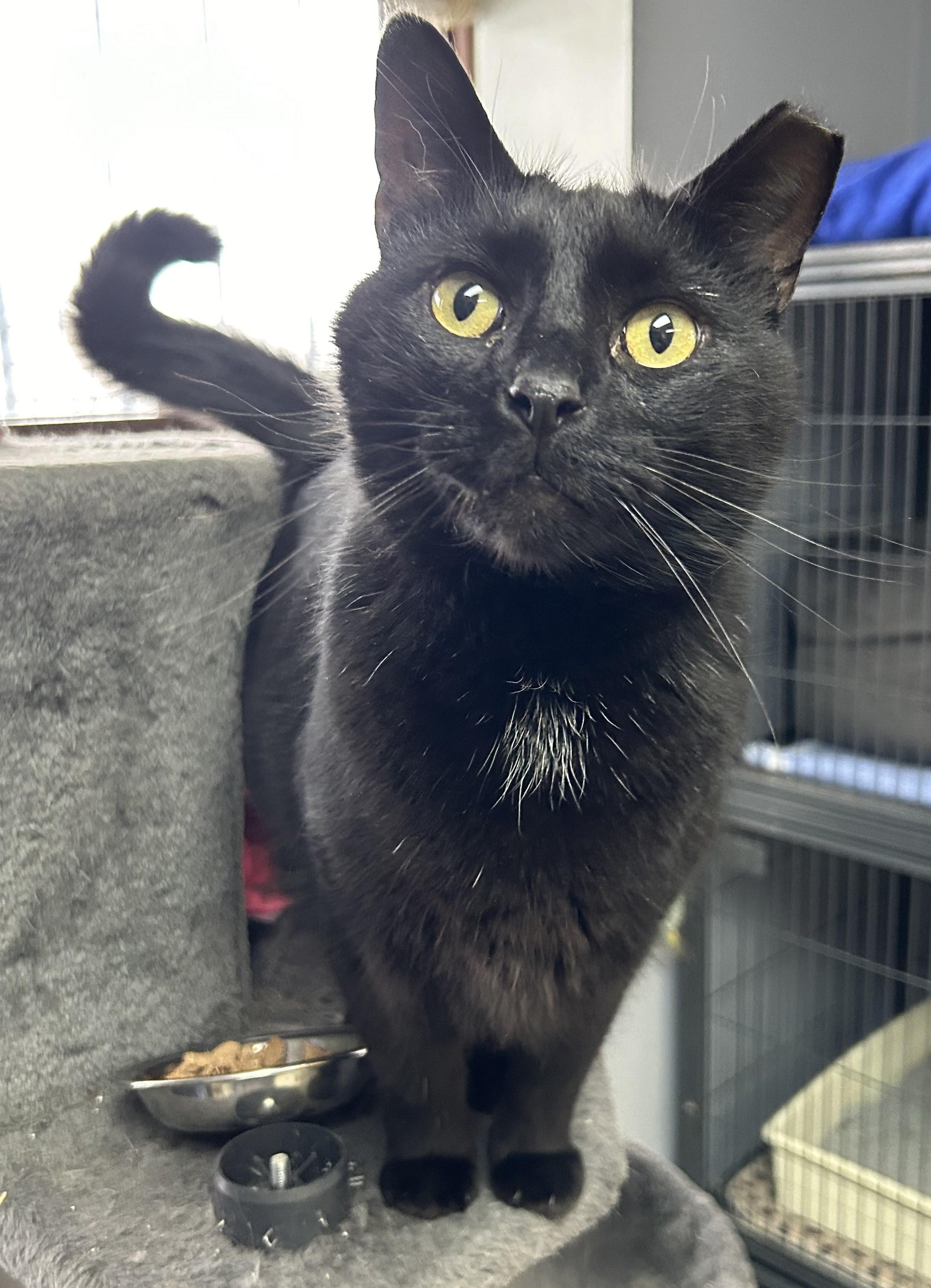 John Luther, Adoptable, Adult Male Domestic Short Hair.