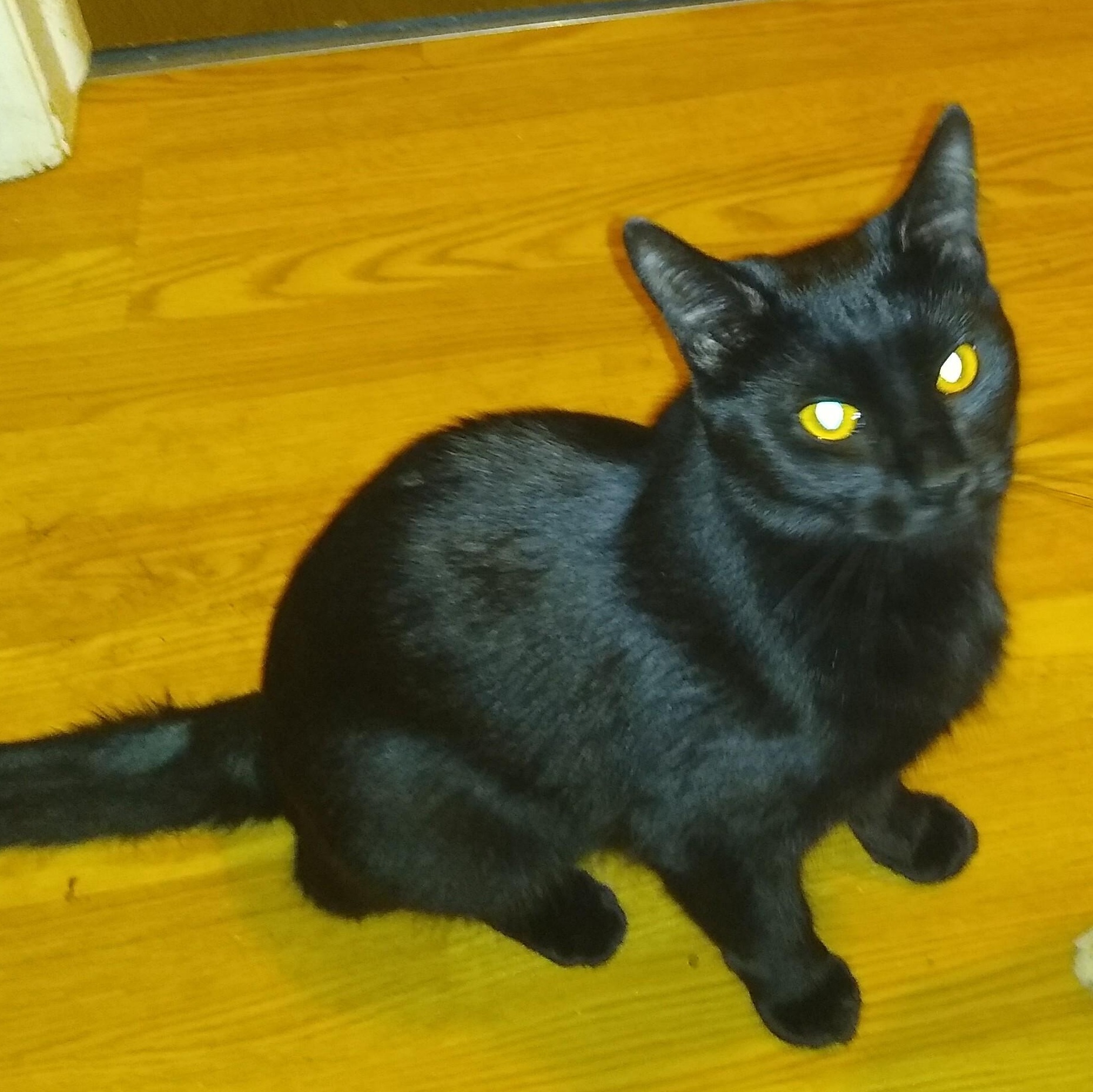Pantera, Nera, & Jetty