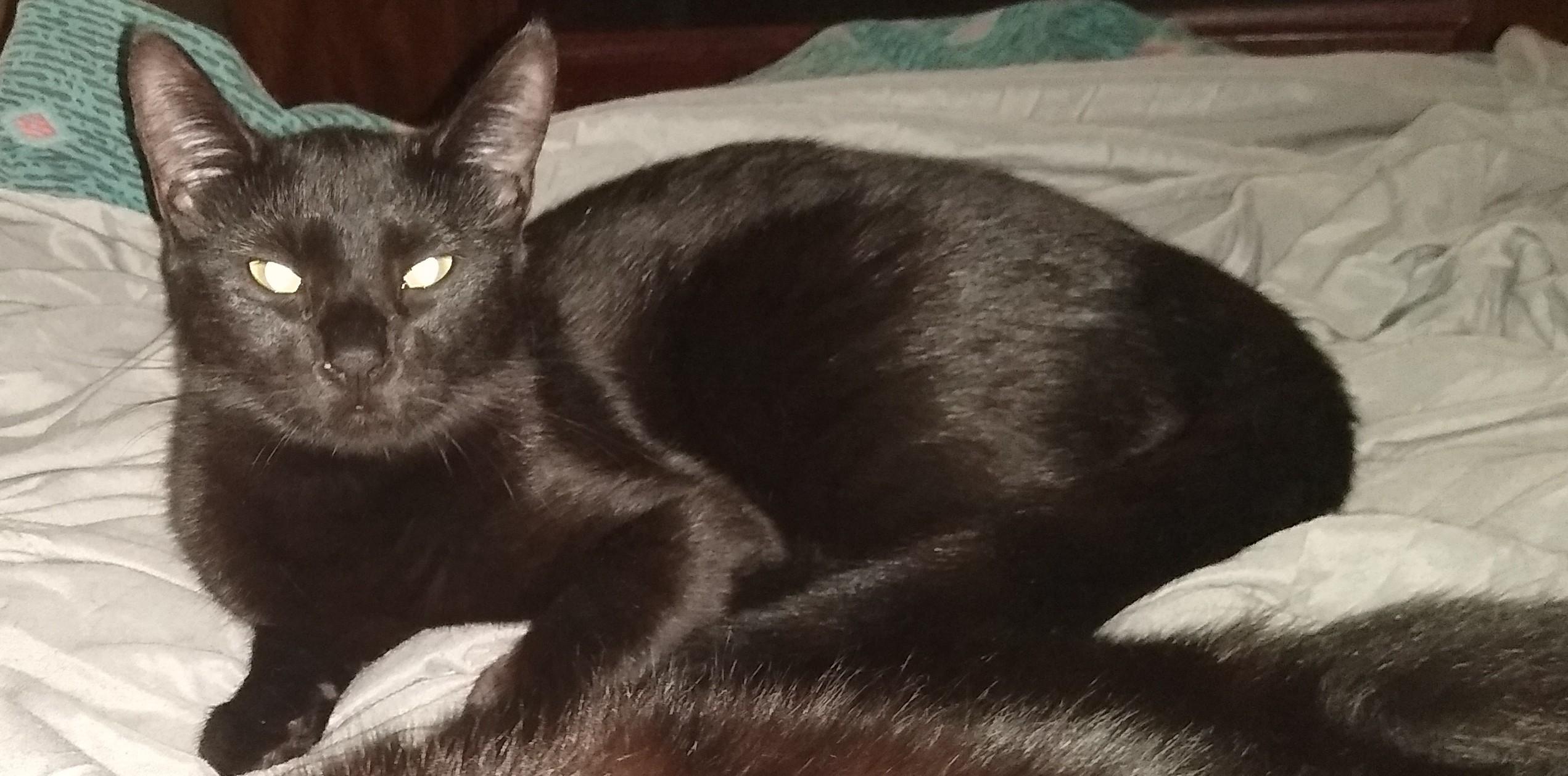Pantera, Nera, & Jetty