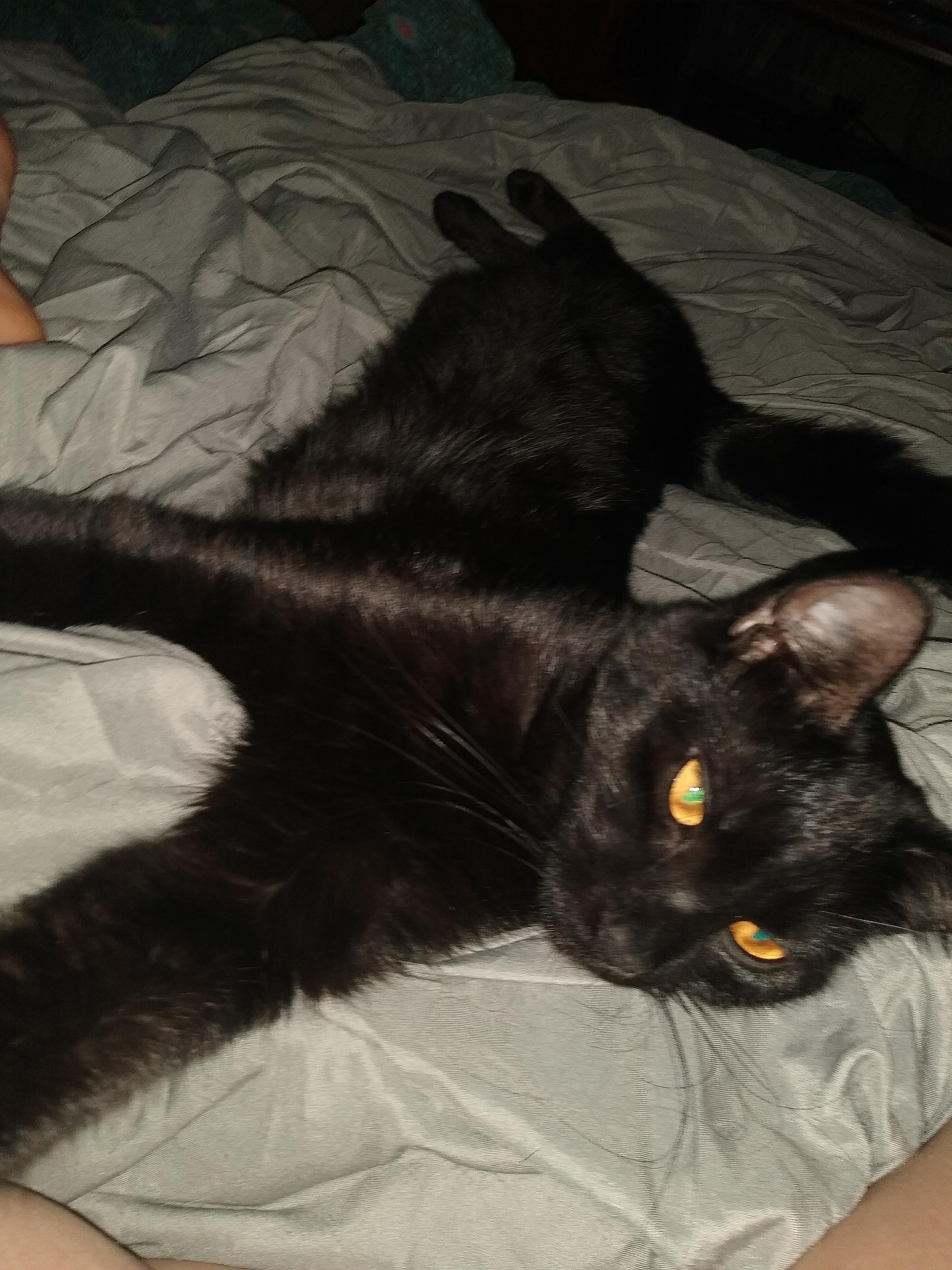 Pantera, Nera, & Jetty