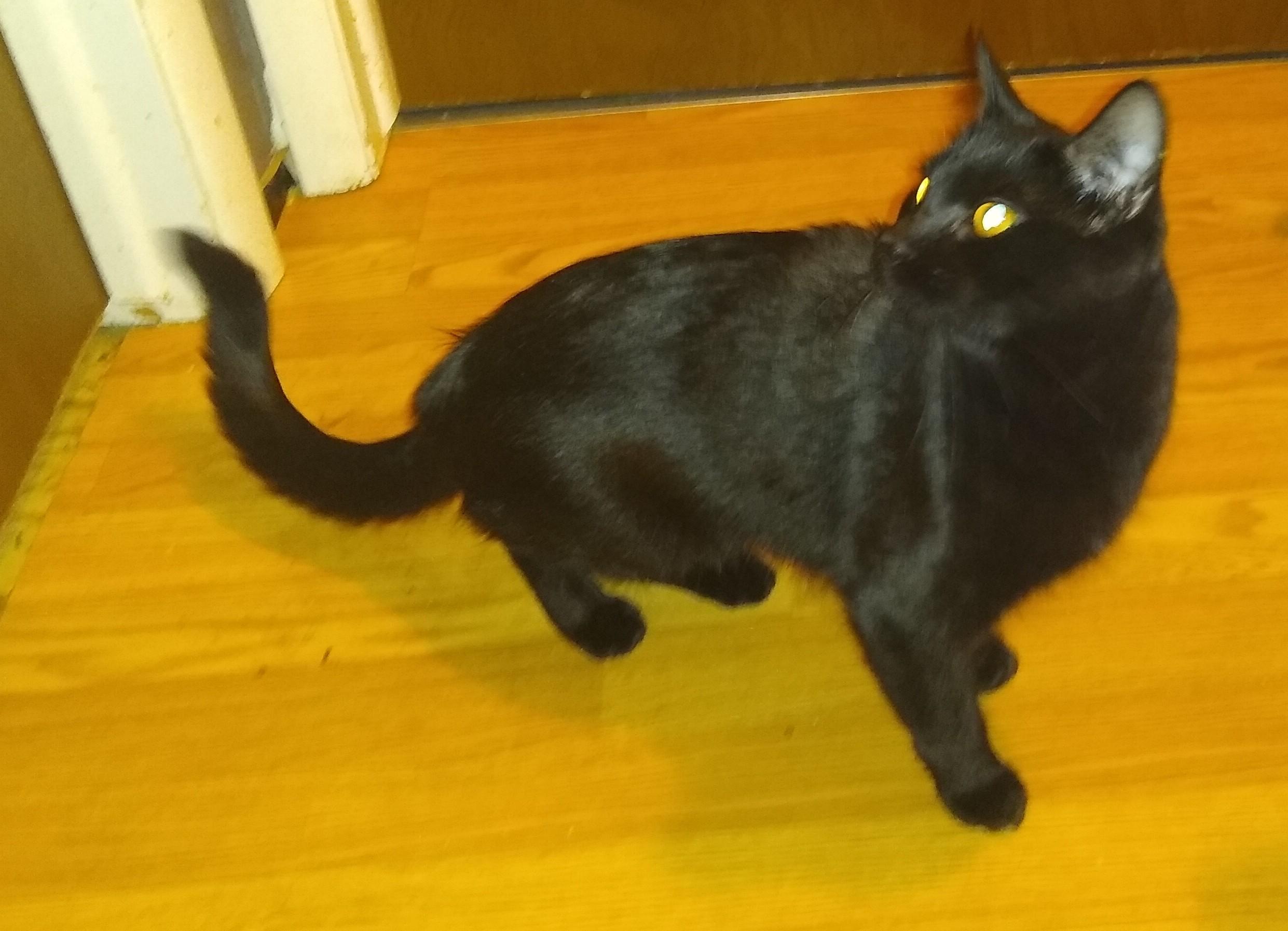 Pantera, Nera, & Jetty