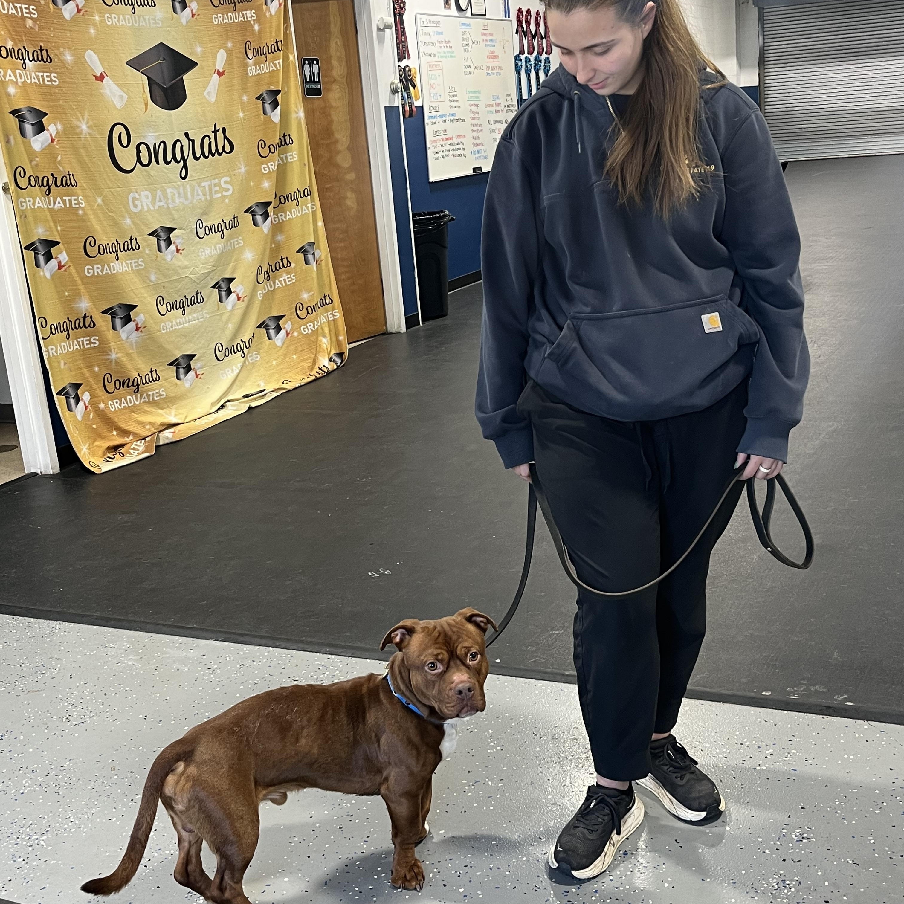Enlarge Trooper, an adopted mixed breed in Mendham, NJ image 5/5