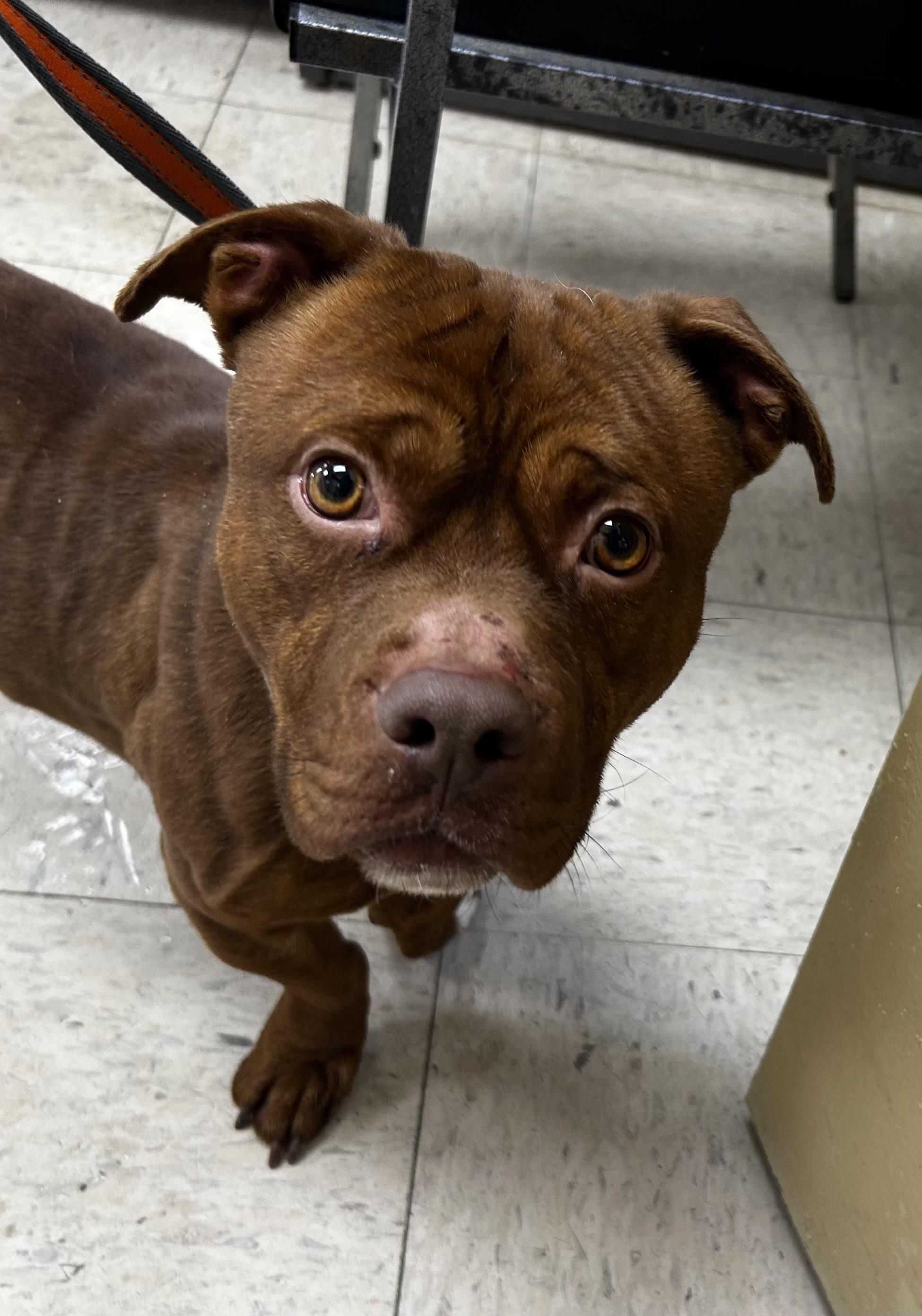 Trooper, a ADOPTABLE mixed breed in Mendham, NJ image 1/3