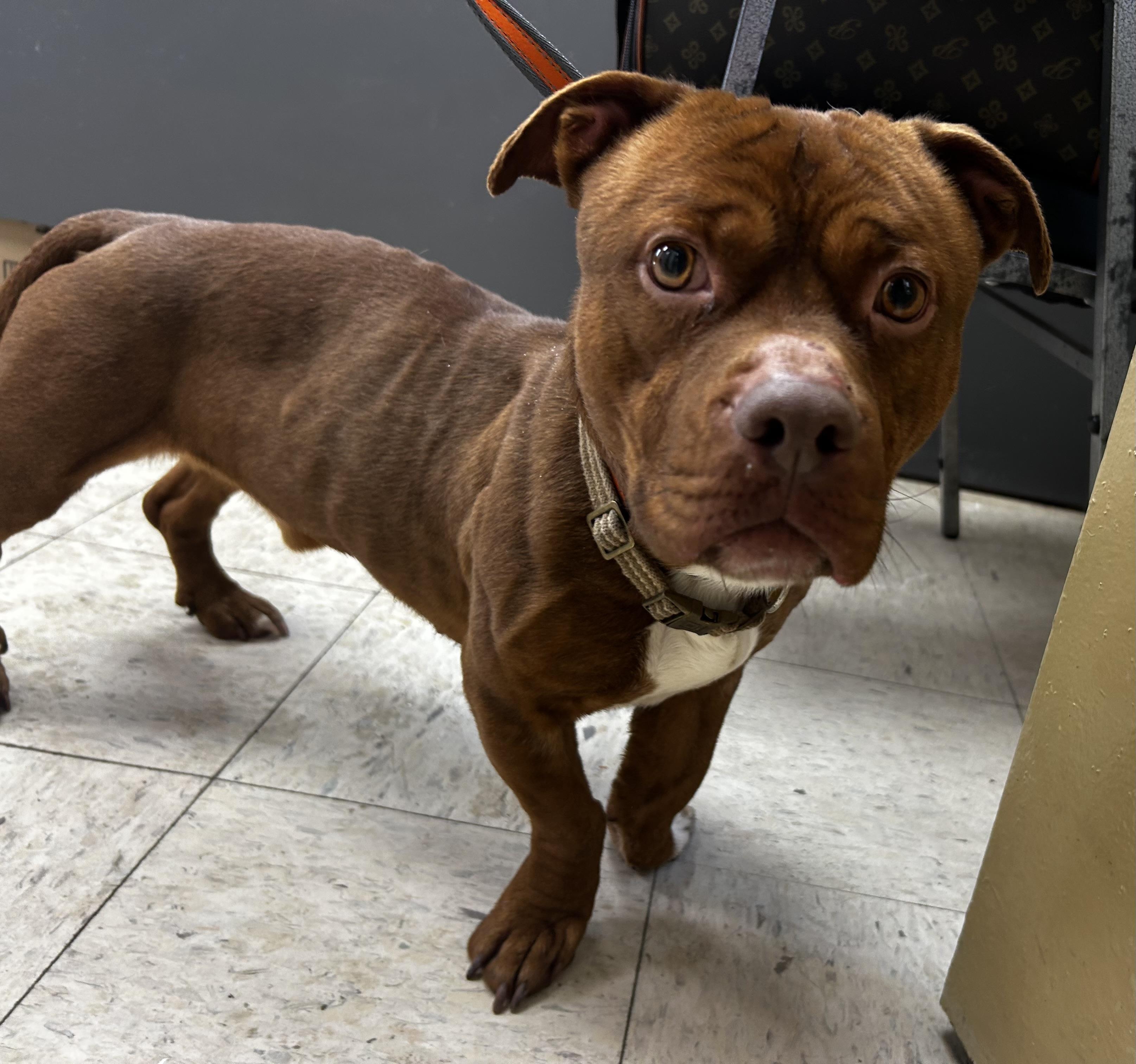 Trooper, a ADOPTABLE mixed breed in Mendham, NJ image 3/3