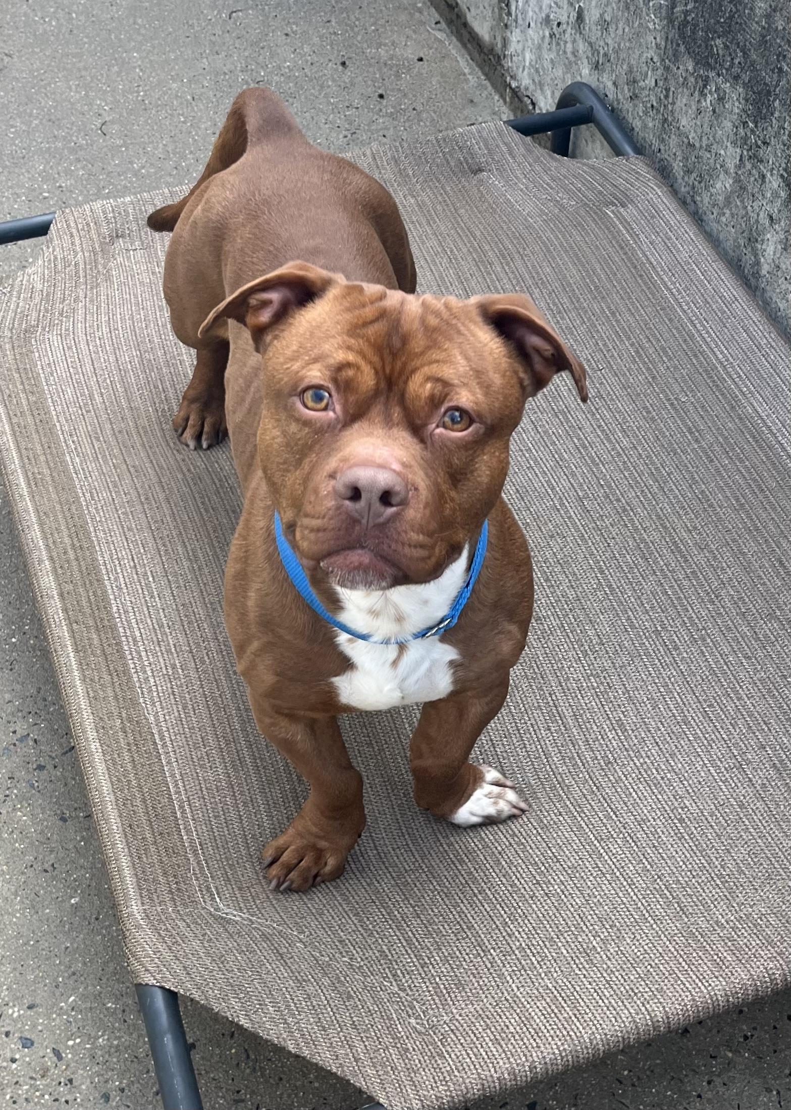 Trooper, adopted, Adult Male American Bully & Dachshund.