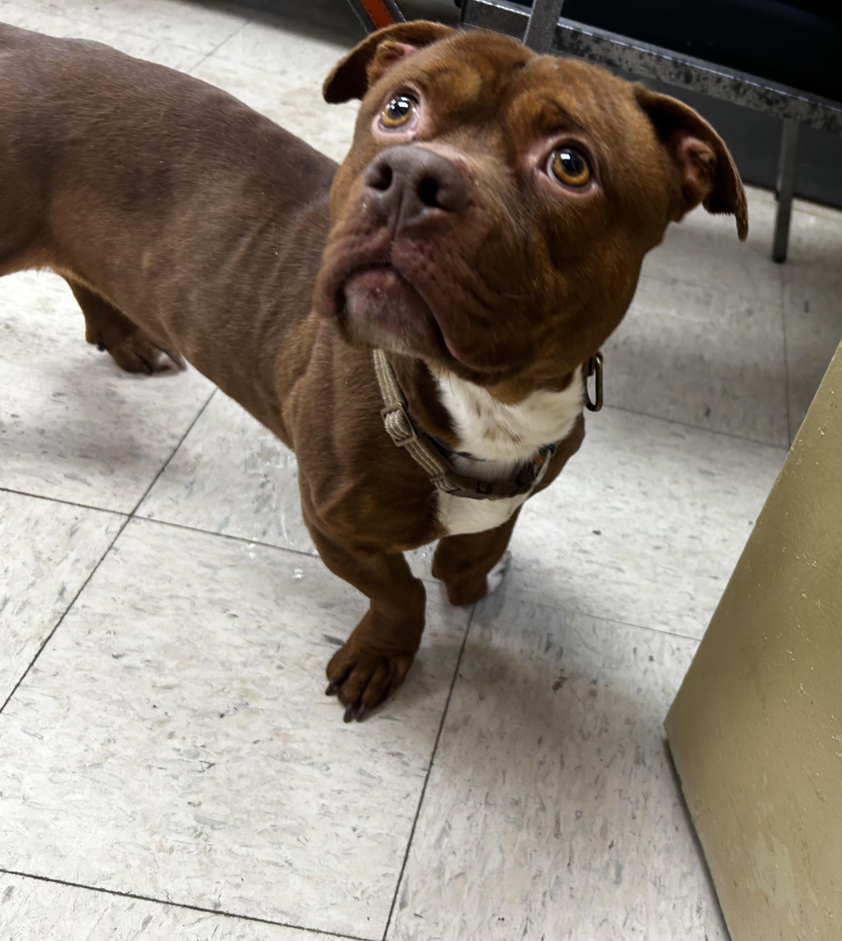 Trooper, a ADOPTABLE mixed breed in Mendham, NJ image 2/3