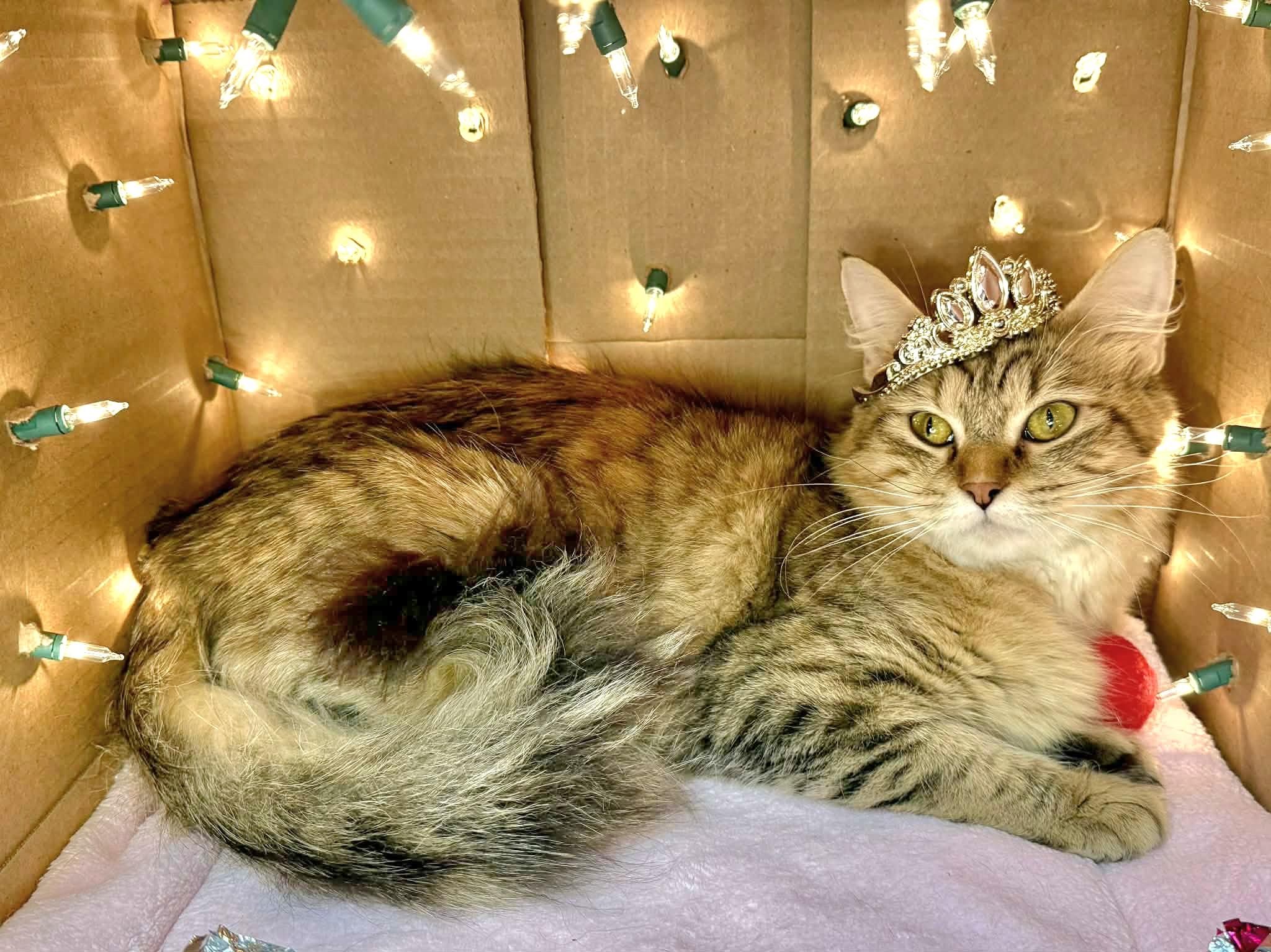  Halo - gorgeous long hair, Adoptable, Young Female Domestic Long Hair & Siberian.