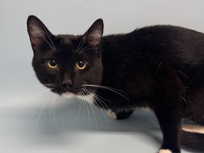 Enlarge Eggroll, a Adoptable mixed breed in Golden Valley, MN image 1/2