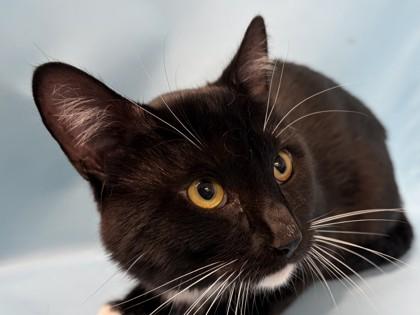 Enlarge Eggroll, a Adoptable mixed breed in Golden Valley, MN image 2/2