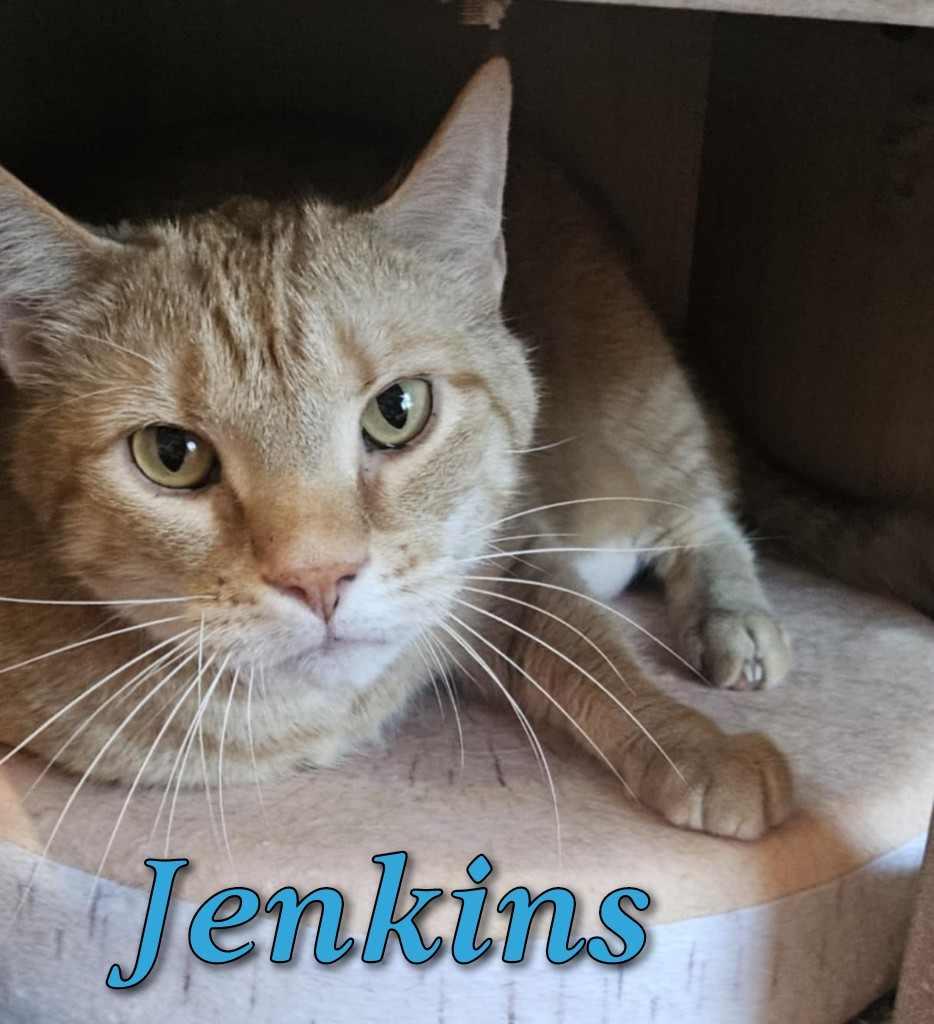Jenkins