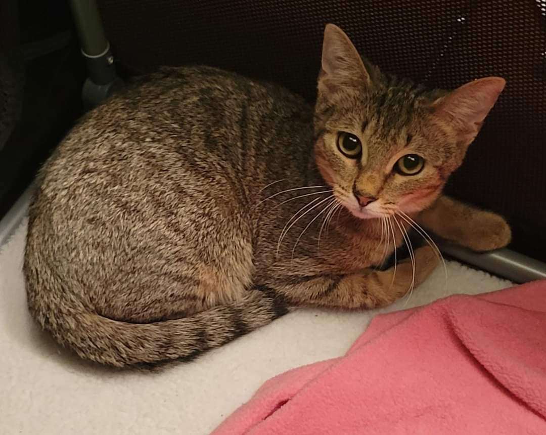 Kiara, Adoptable, Young Female Domestic Short Hair.