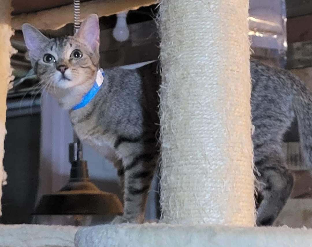 Enlarge Kiara, a Adoptable Domestic Short Hair in Sykesville, MD image 2/3