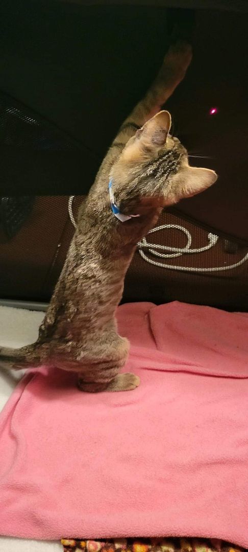 Enlarge Kiara, a Adoptable Domestic Short Hair in Sykesville, MD image 3/3