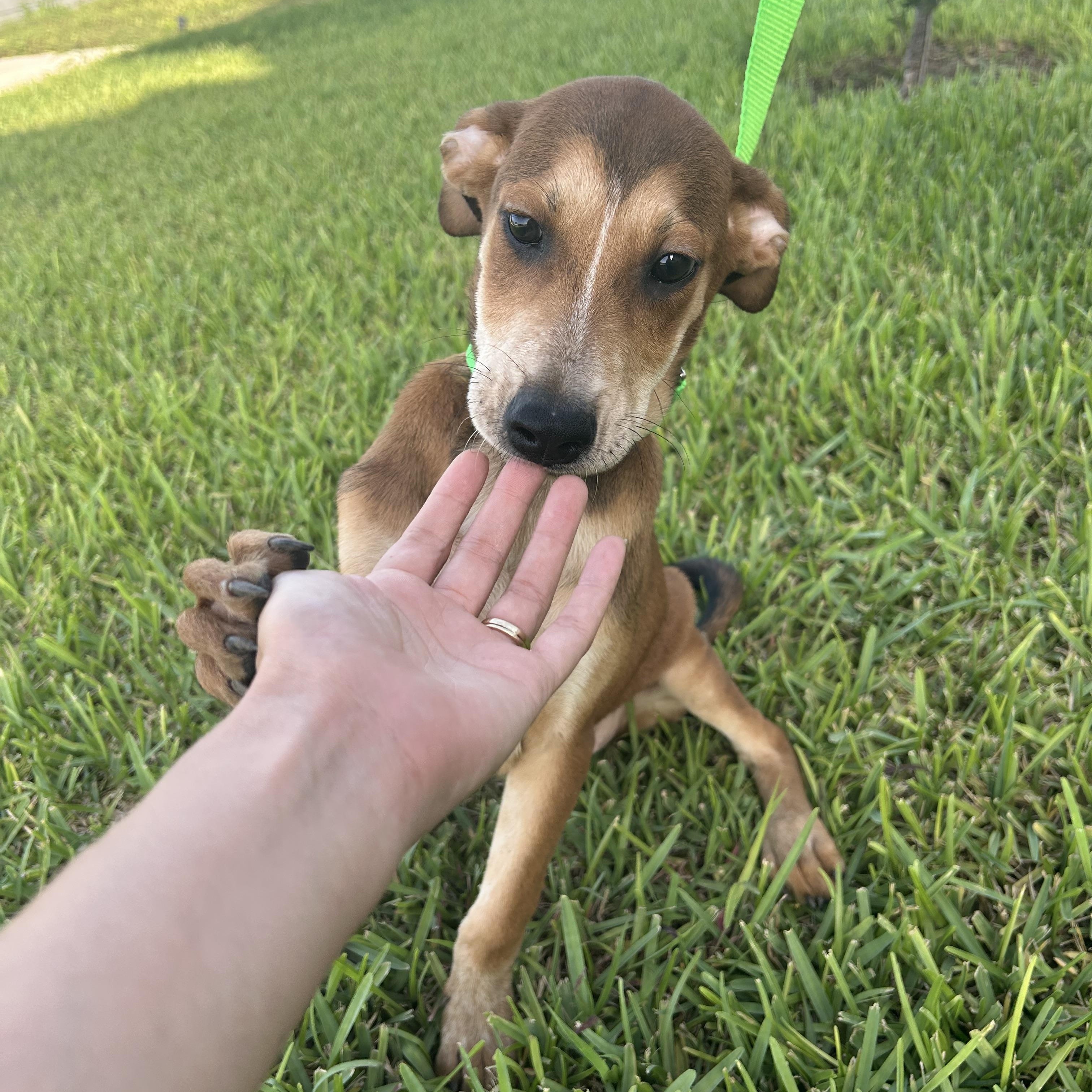 Jellybean thumbnail 2