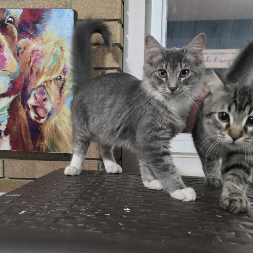 Tiffany, Adoptable, Kitten Female Domestic Medium Hair & Maine Coon.