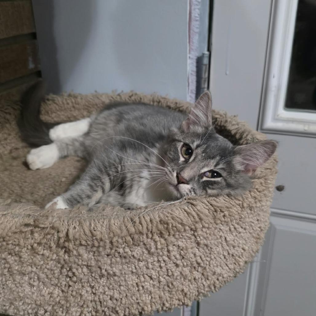 Enlarge Tiffany, a Adoptable mixed breed in Coralville, IA image 3/3