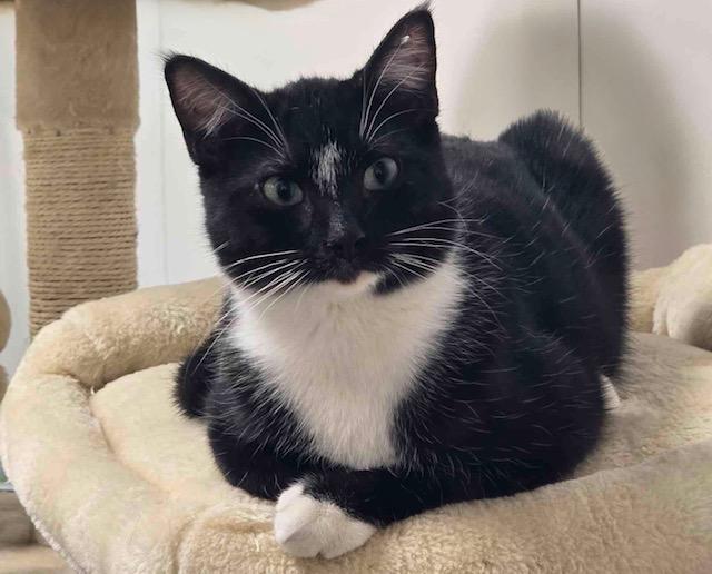 Dusty, Adoptable, Young Male Domestic Short Hair.