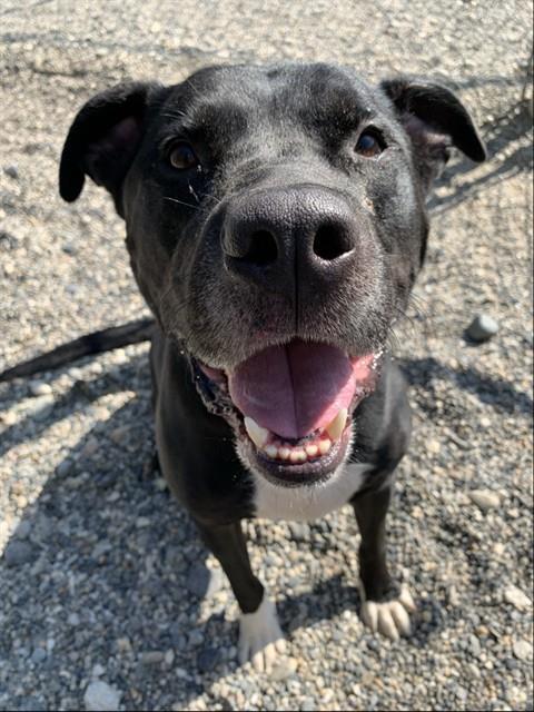 CAZZ, Adoptable, Adult Male American Staffordshire Terrier & Mixed Breed.