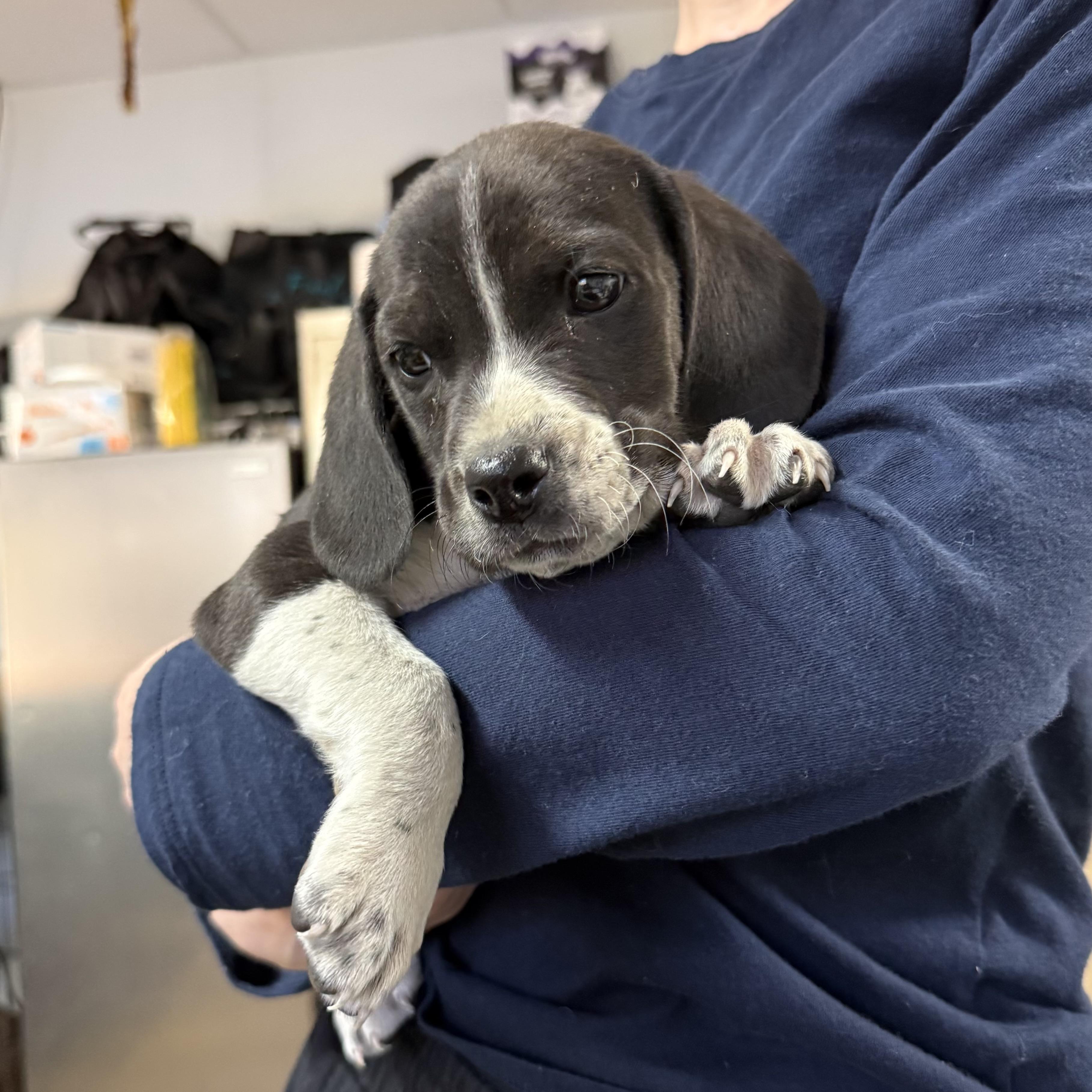 Denim — thumbnail 3