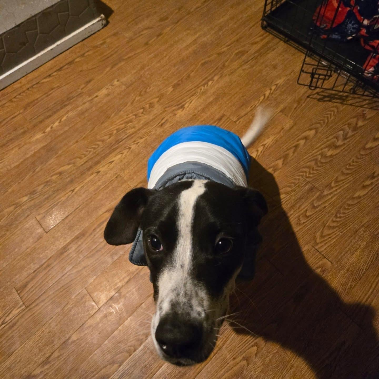 Clifford, a Adoptable Mixed Breed in Oklahoma City , OK image 1/2