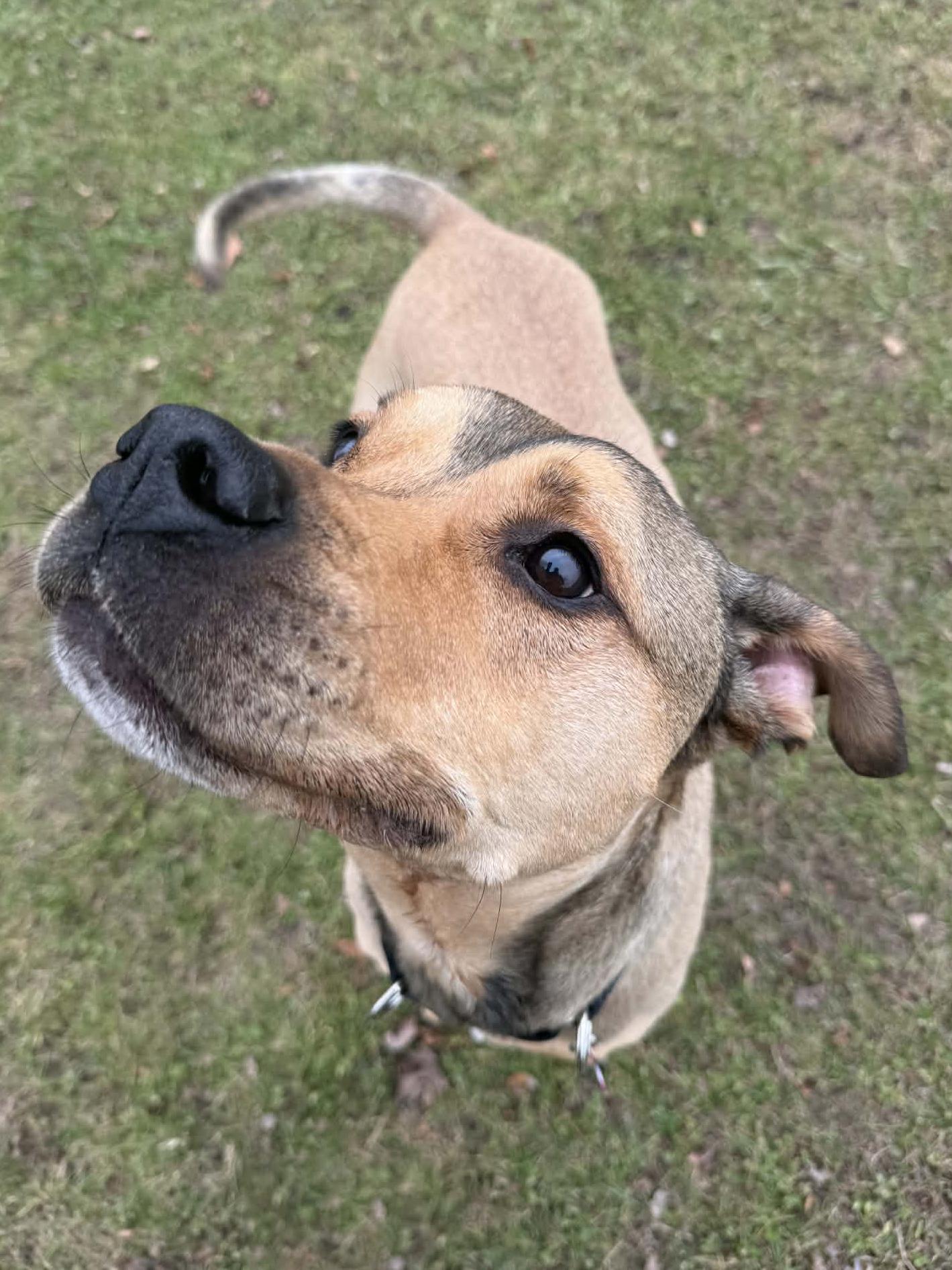 Enlarge Oliver, a Adoptable mixed breed in Onalaska, WI image 1/6