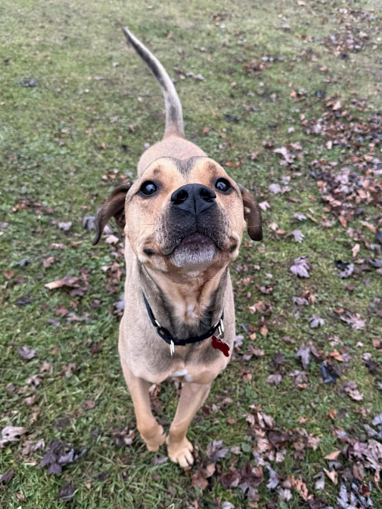 Enlarge Oliver, a Adoptable mixed breed in Onalaska, WI image 5/6