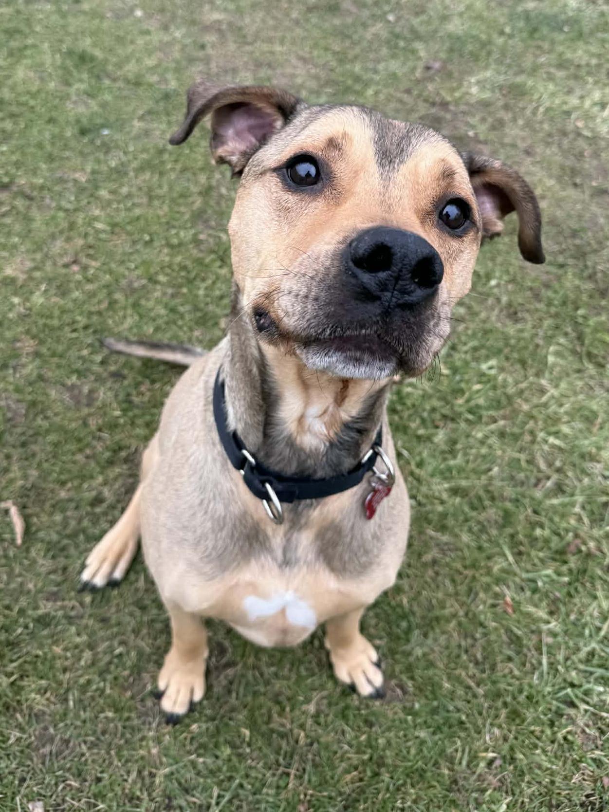 Enlarge Oliver, a Adoptable mixed breed in Onalaska, WI image 2/6