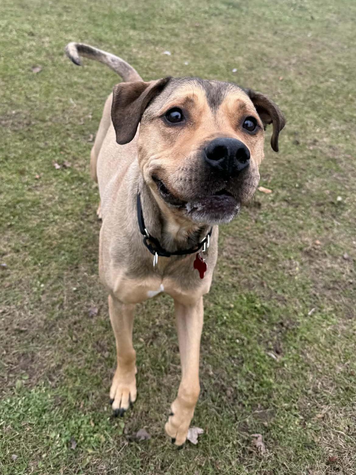 Enlarge Oliver, a Adoptable mixed breed in Onalaska, WI image 6/6