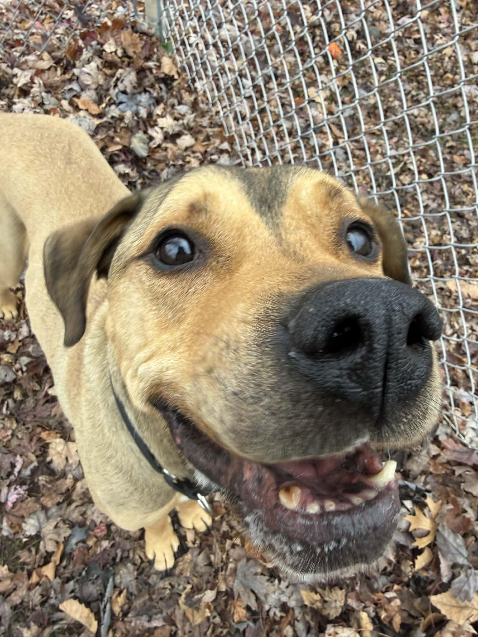 Enlarge Oliver, a Adoptable mixed breed in Onalaska, WI image 4/6