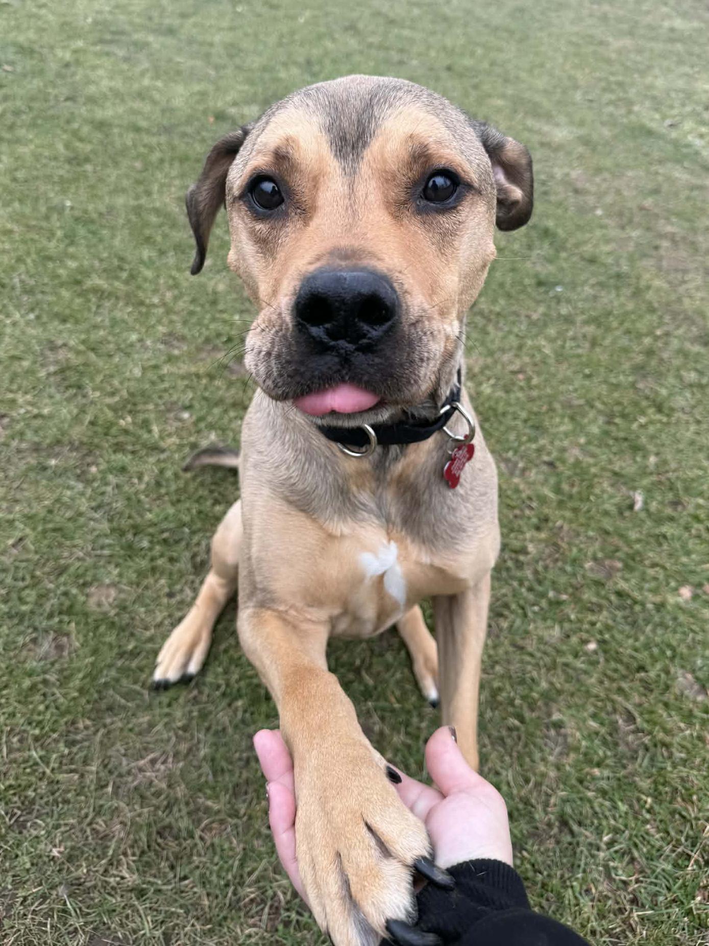 Enlarge Oliver, a Adoptable mixed breed in Onalaska, WI image 3/6