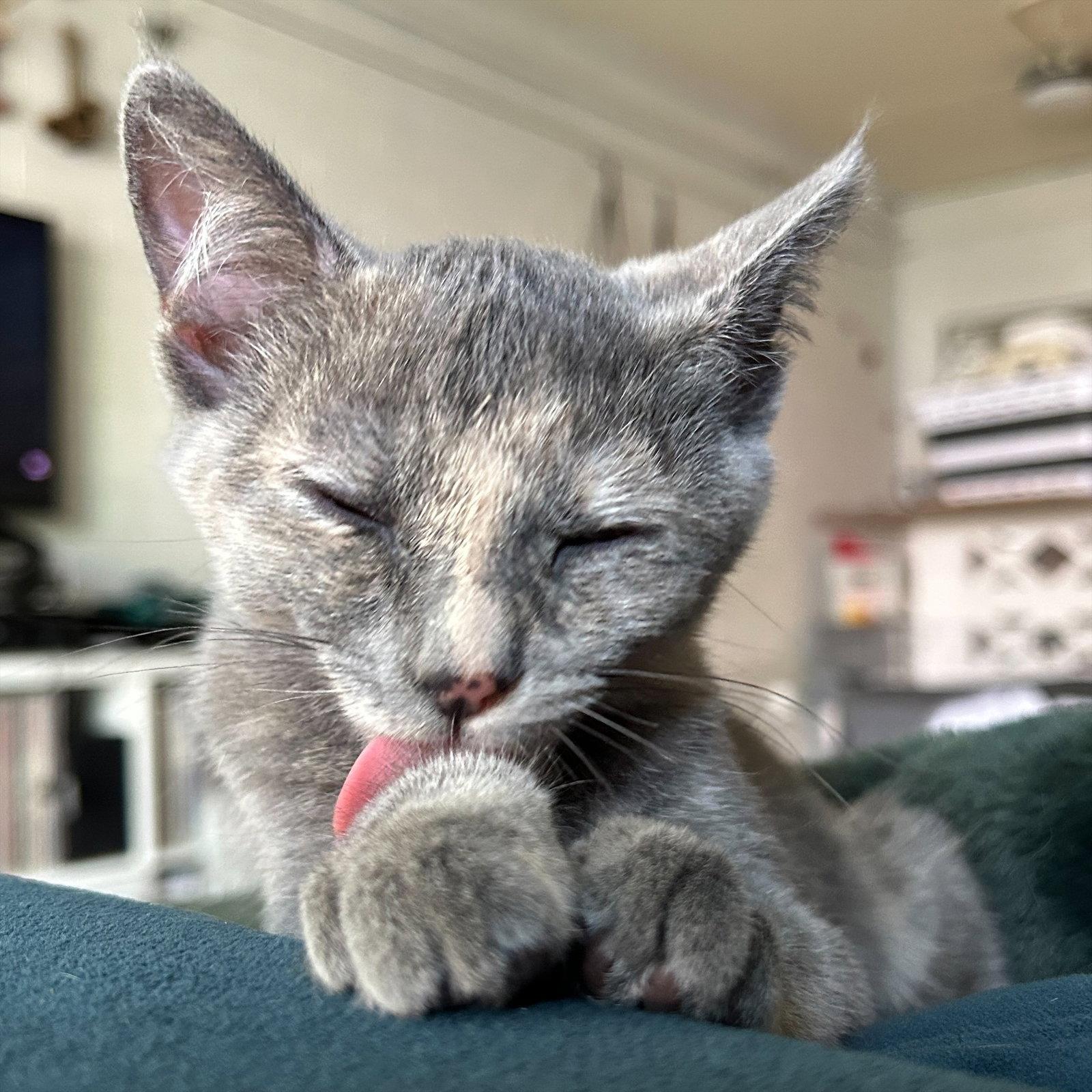 Poppy #1, Adoptable, Kitten Female Dilute Tortoiseshell.