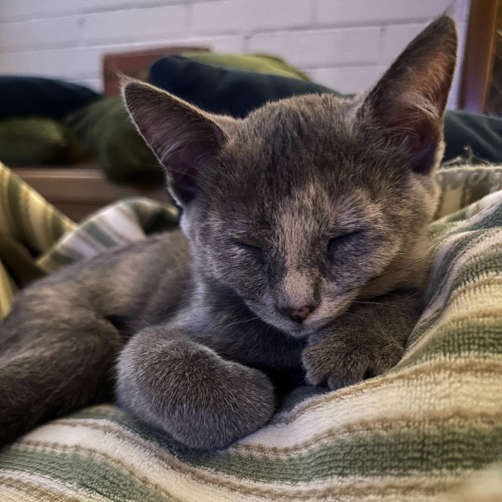 Poppy #1, a Adoptable Dilute Tortoiseshell in Phoenix, AZ image 2/3