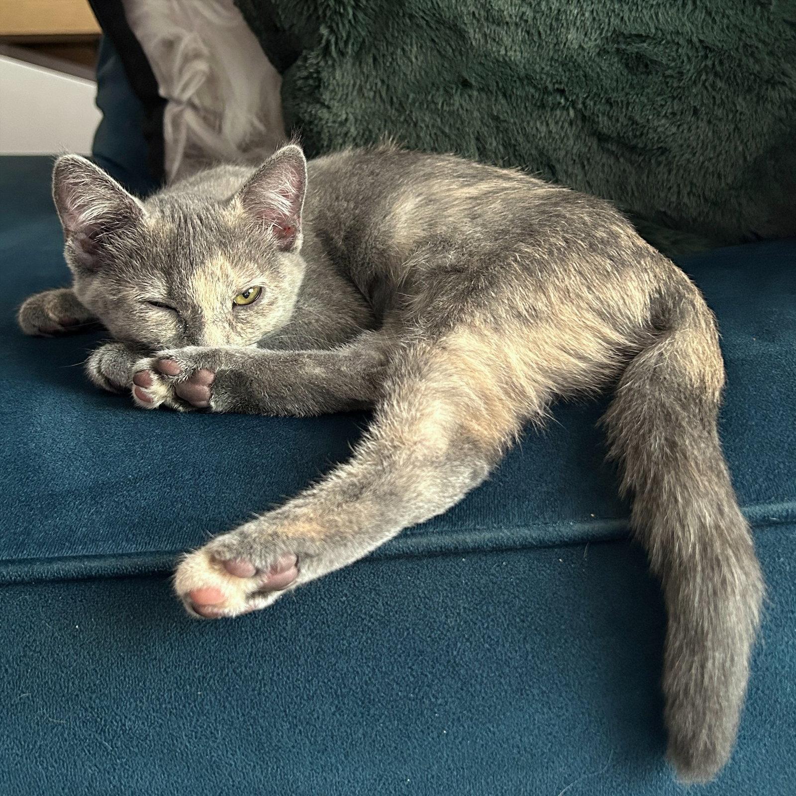 Poppy #1, a Adoptable Dilute Tortoiseshell in Phoenix, AZ image 3/3