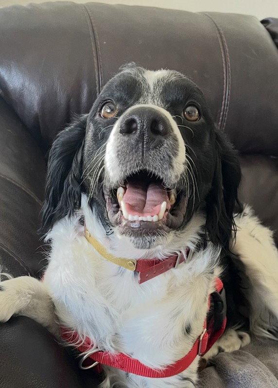 CO/Ozzie Jones, Adoptable, Adult Male Brittany Spaniel & Brittany Spaniel.