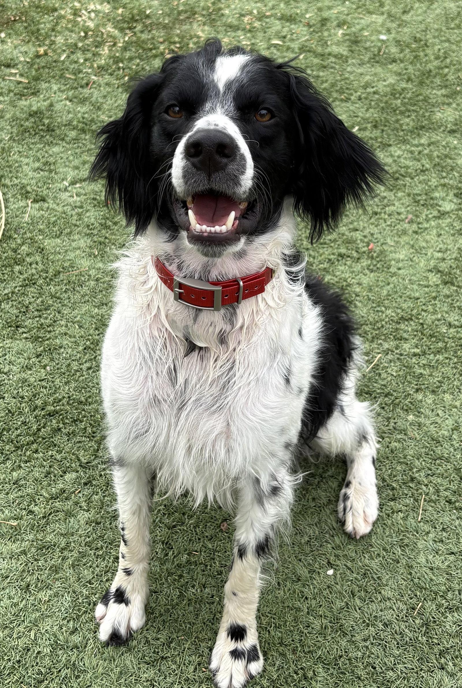 Enlarge CO/Ozzie Jones, a Adoptable mixed breed in Denver, CO image 2/3