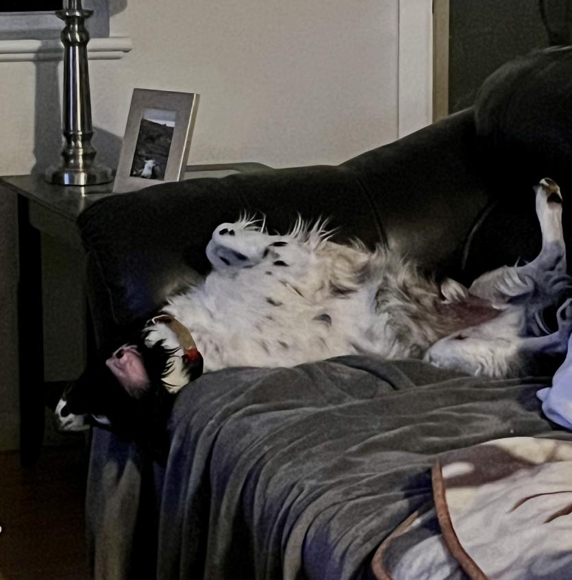 CO/Ozzie Jones, Adoptable, Adult Male Brittany Spaniel & Brittany Spaniel.