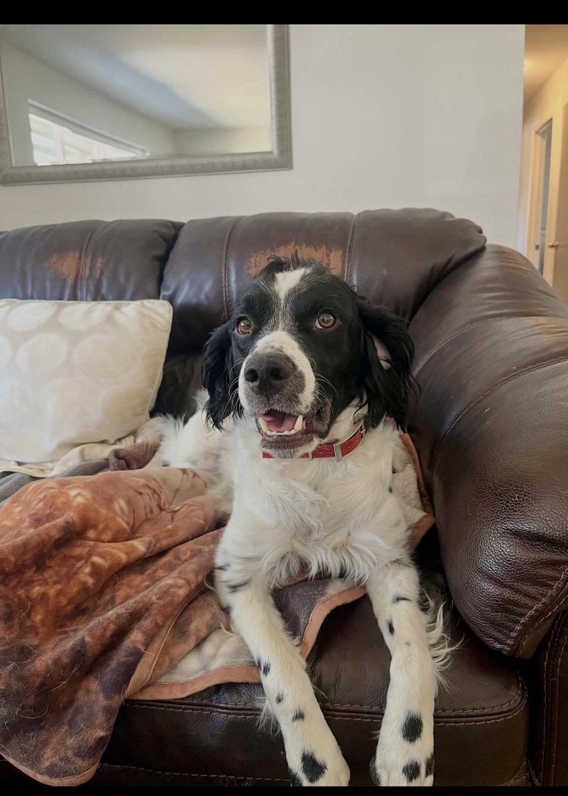 Enlarge CO/Ozzie Jones, a Adoptable mixed breed in Denver, CO image 1/3