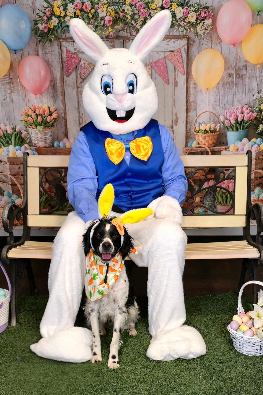 Enlarge CO/Ozzie Jones, a Adoptable mixed breed in Denver, CO image 2/3