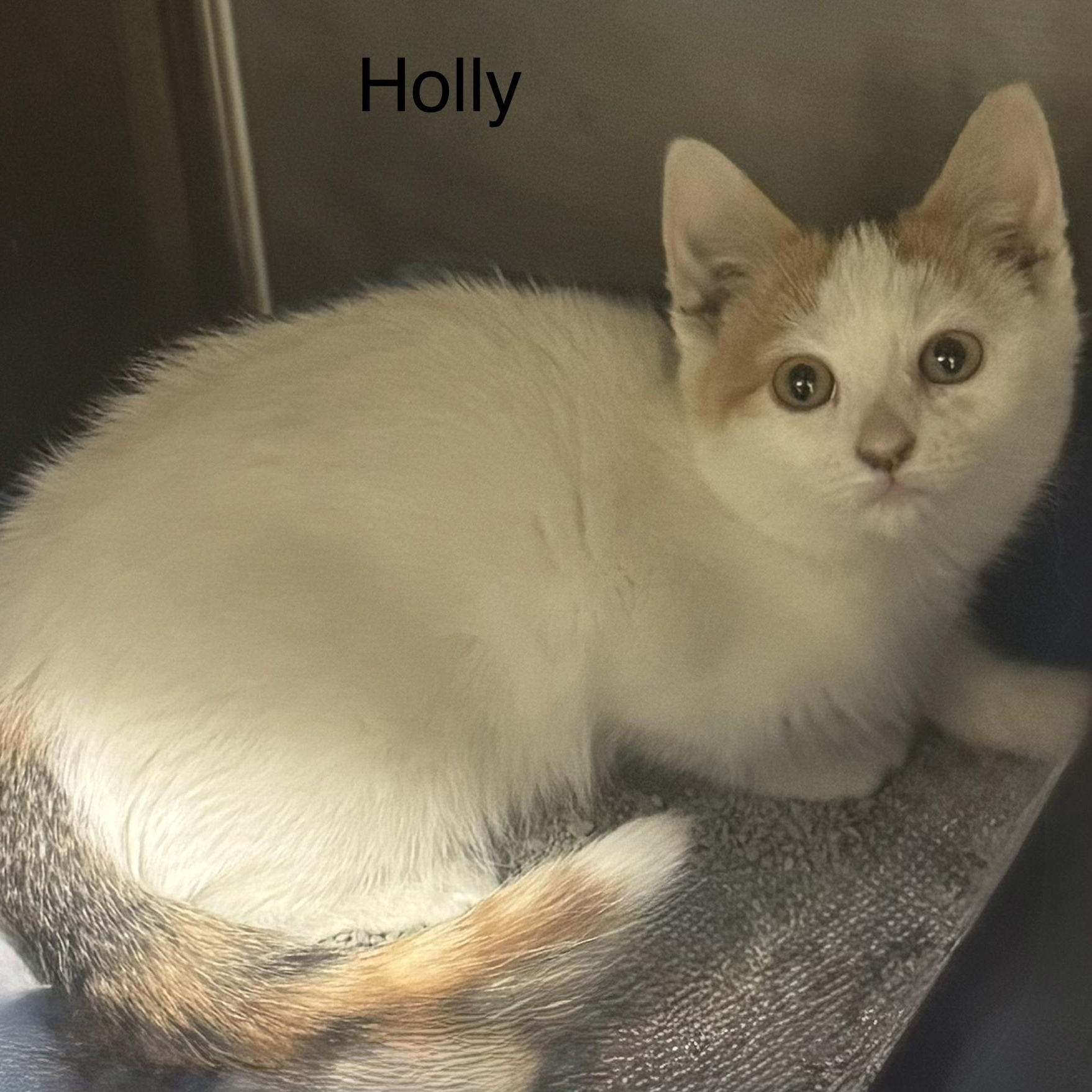 Holly, ADOPTABLE, Kitten Female Domestic Short Hair.