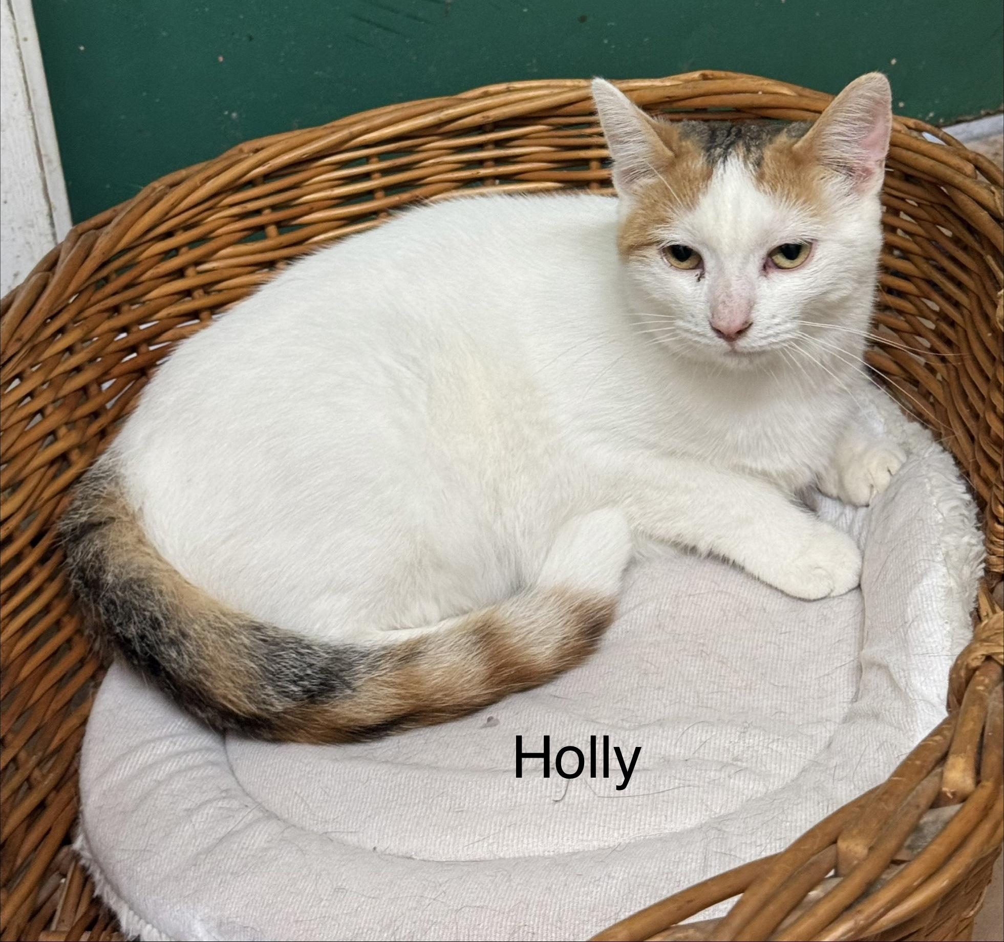 Holly, Adoptable, Adult Female Domestic Short Hair.