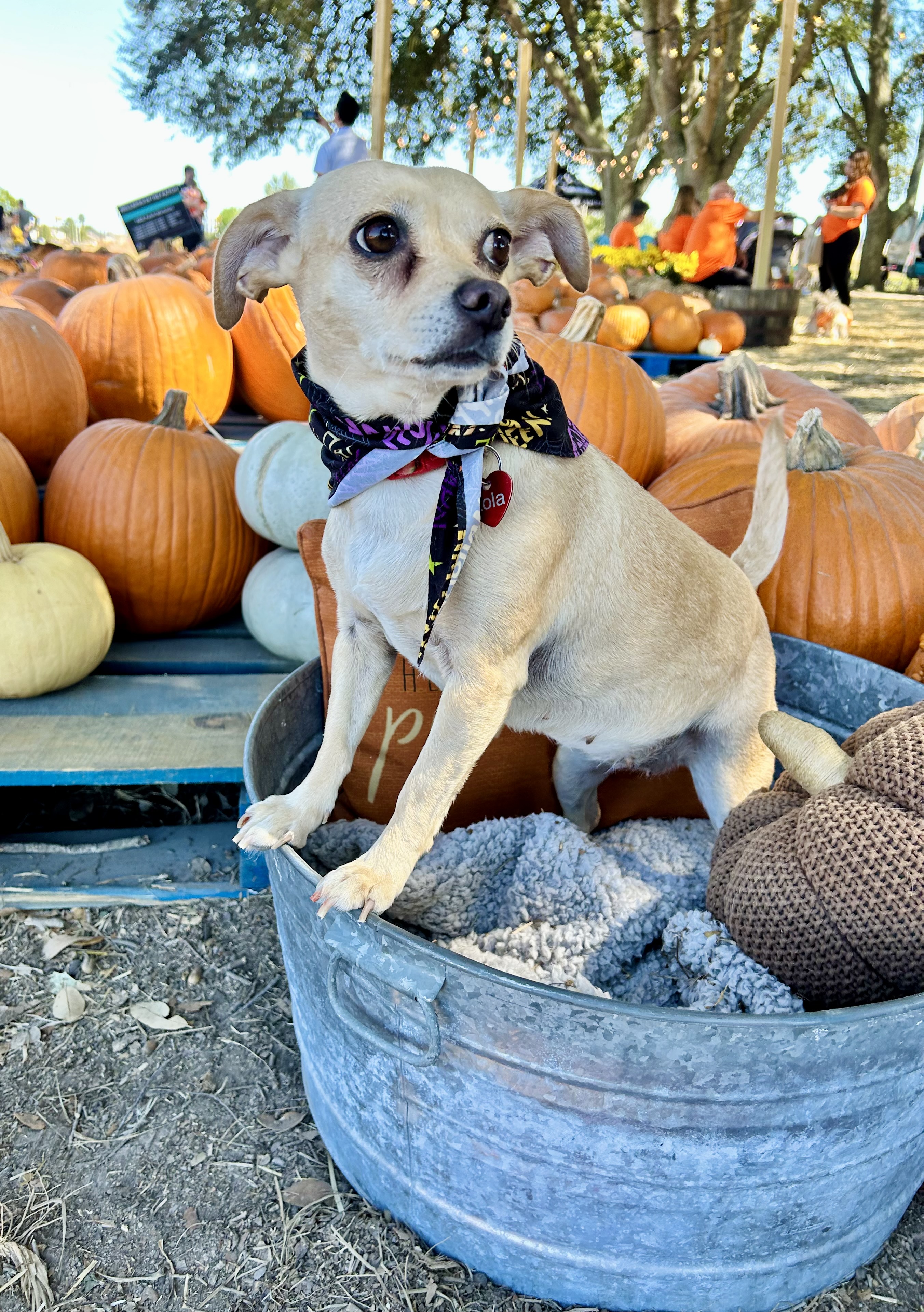 Ruthine OR12257-Thw, a Adoptable mixed breed in Beaverton, OR image 3/6