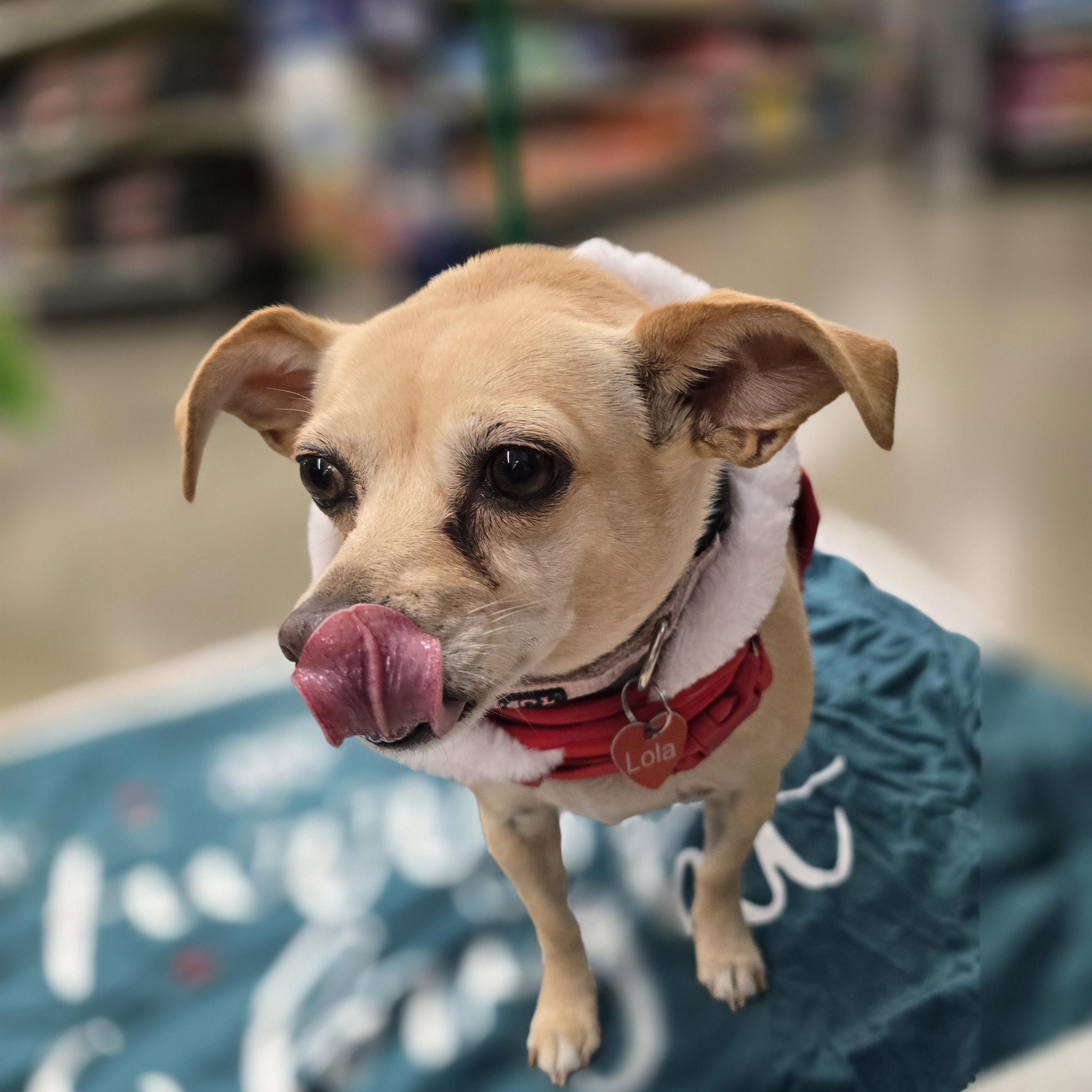 Ruthine OR12257-Thw, a Adoptable mixed breed in Beaverton, OR image 2/6