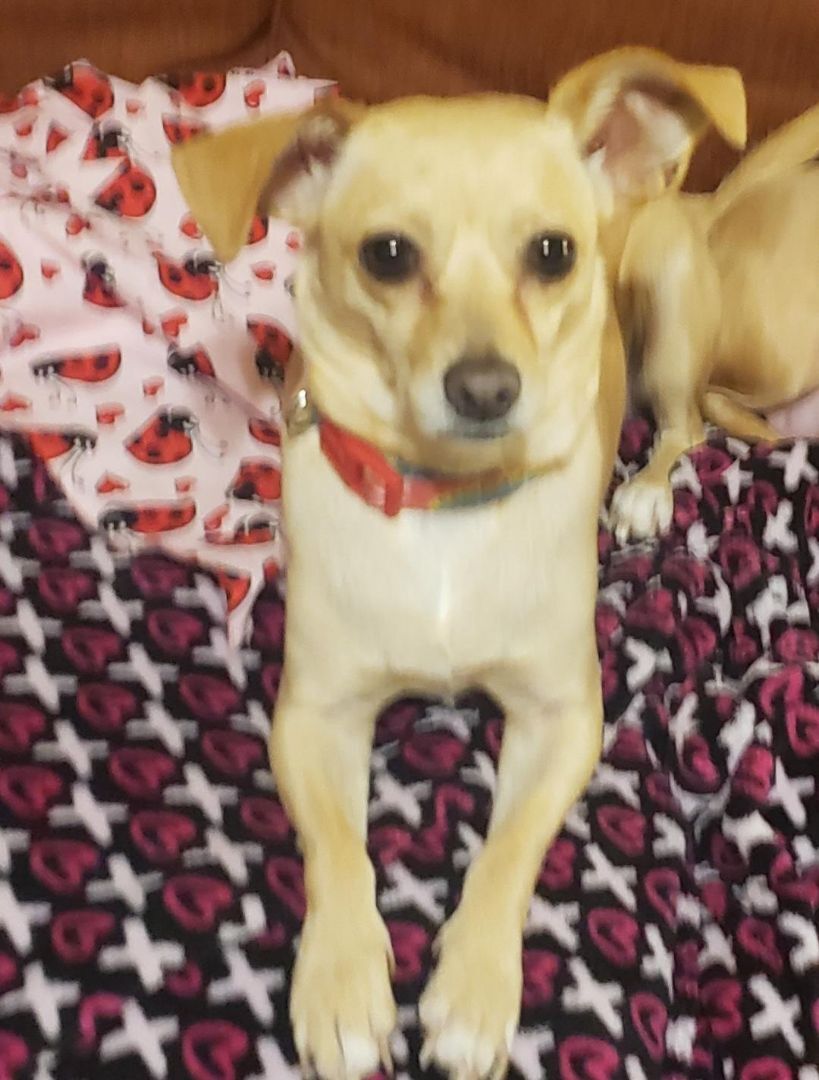 Ruthine OR12257-Thw, a Adoptable mixed breed in Beaverton, OR image 5/6