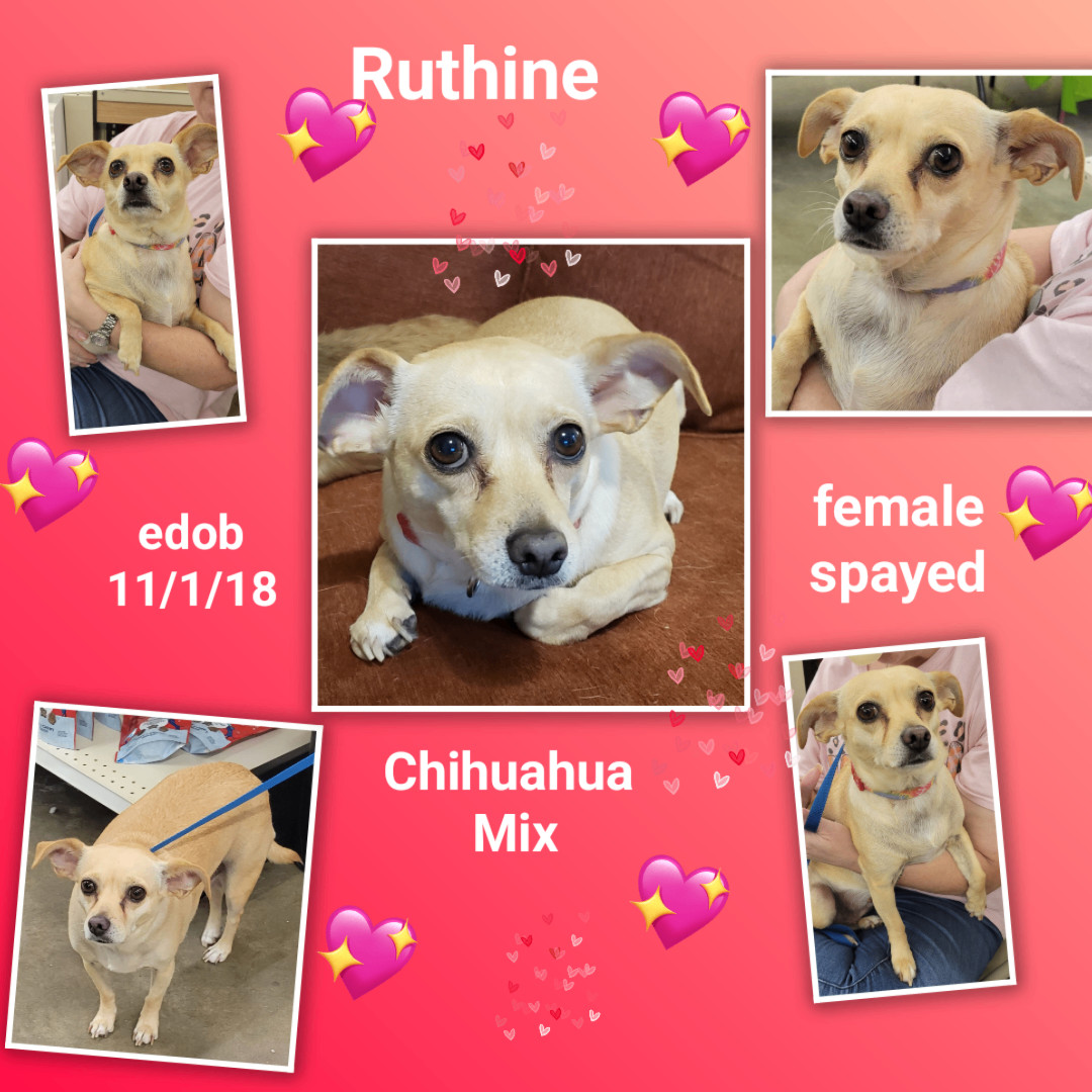 Ruthine OR12257-Thw, a Adoptable mixed breed in Beaverton, OR image 6/6